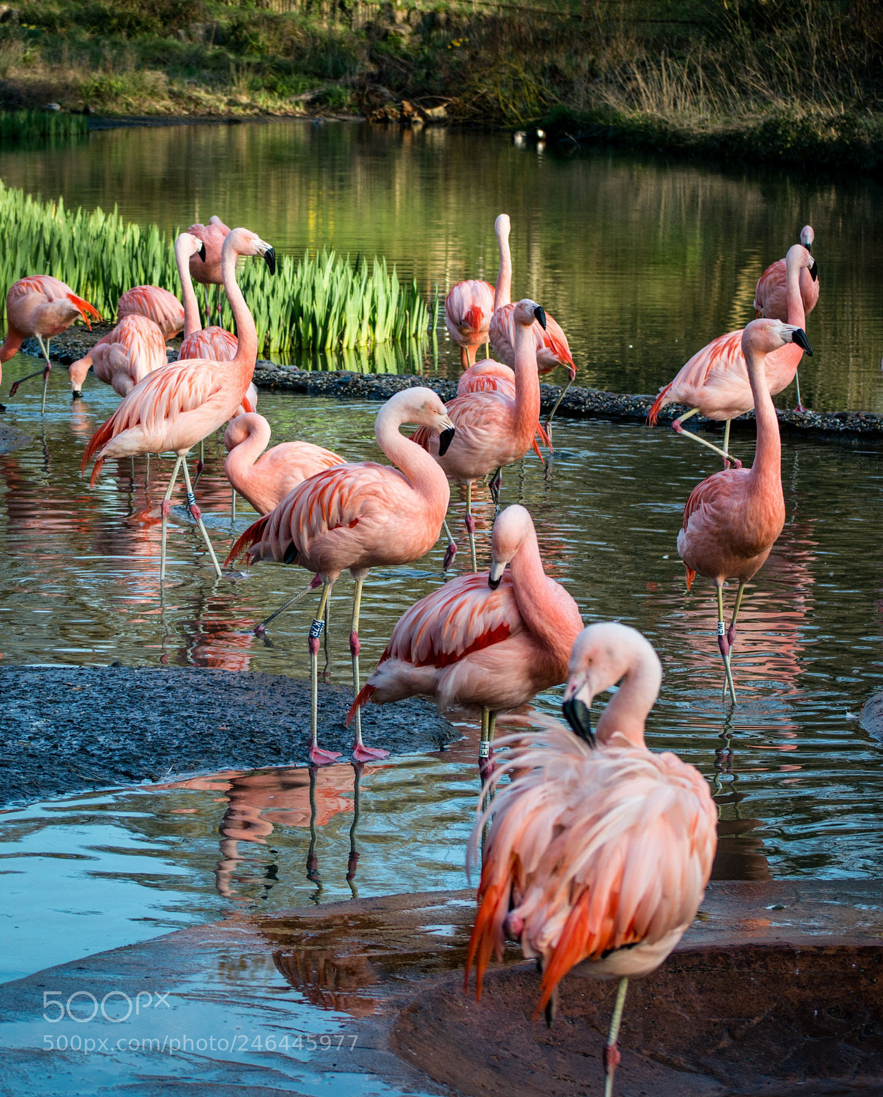 Nikon D3200 sample photo. Flamingos pond photography