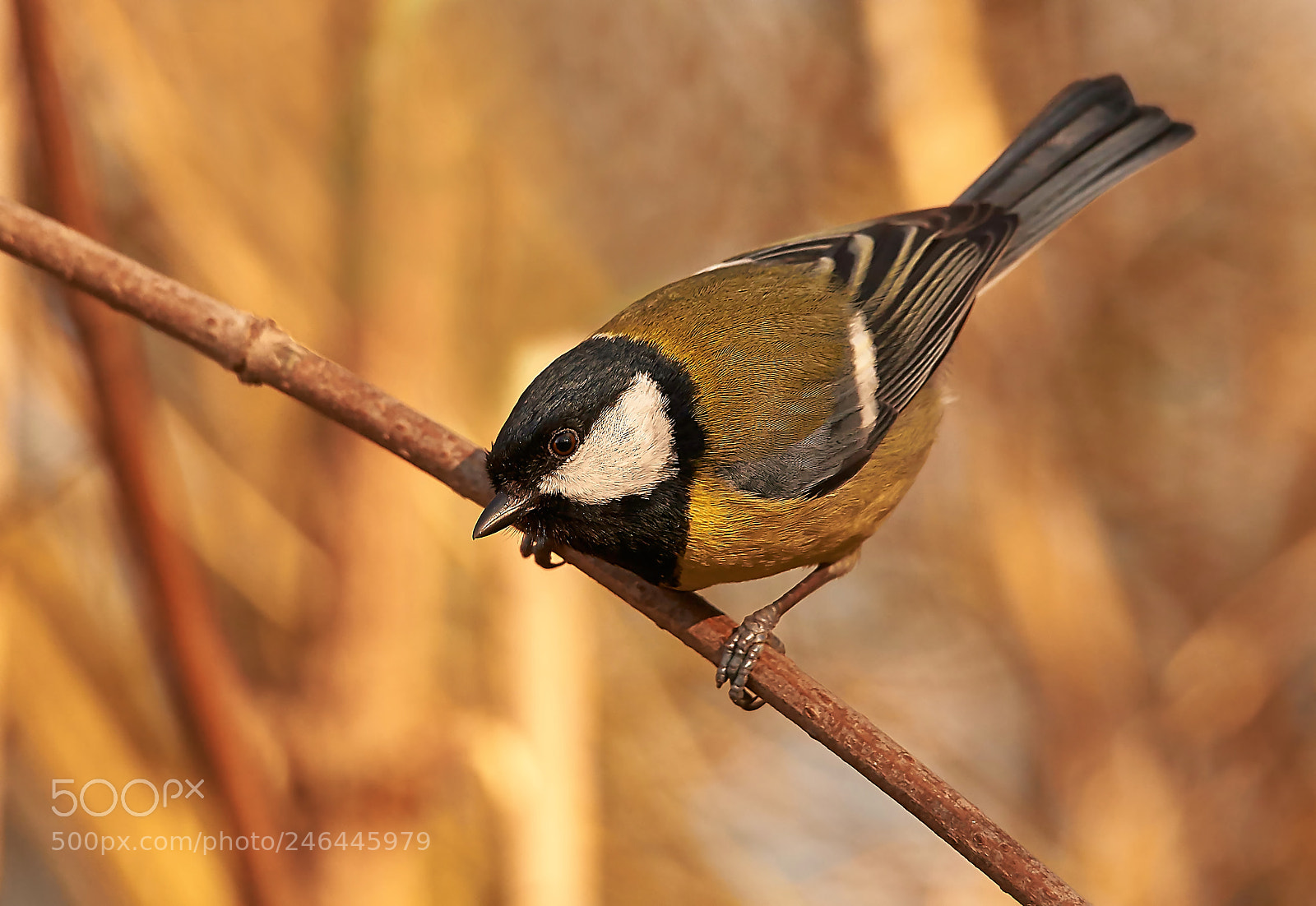 Sony SLT-A58 sample photo. Great tit photography