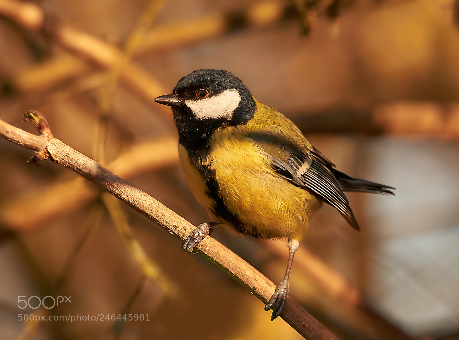 Sony SLT-A58 sample photo. Great tit photography