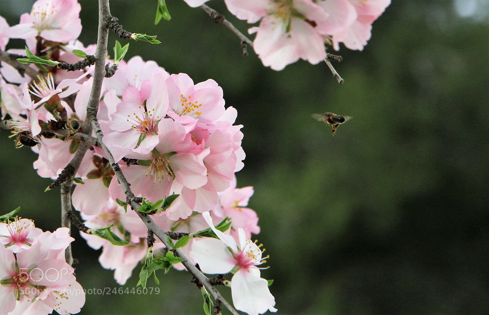 Canon EOS 60D sample photo. Maya photography