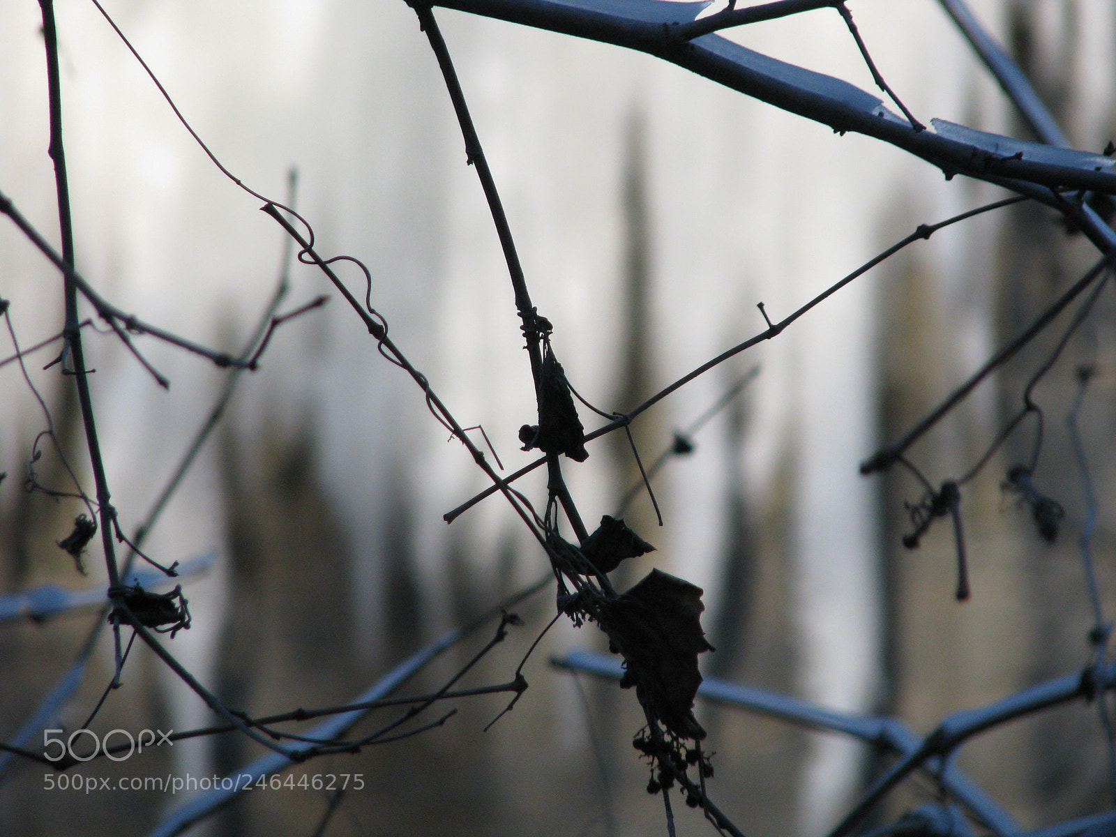 Canon POWERSHOT S5 IS sample photo. Moss pictures photography