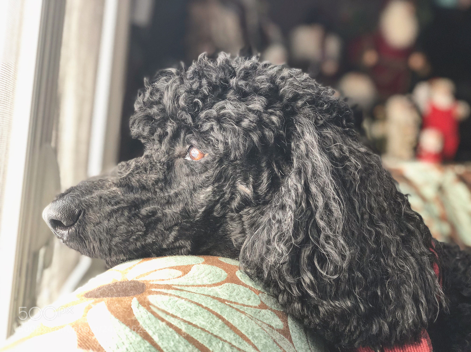 Apple iPhone X sample photo. Sophie. photography