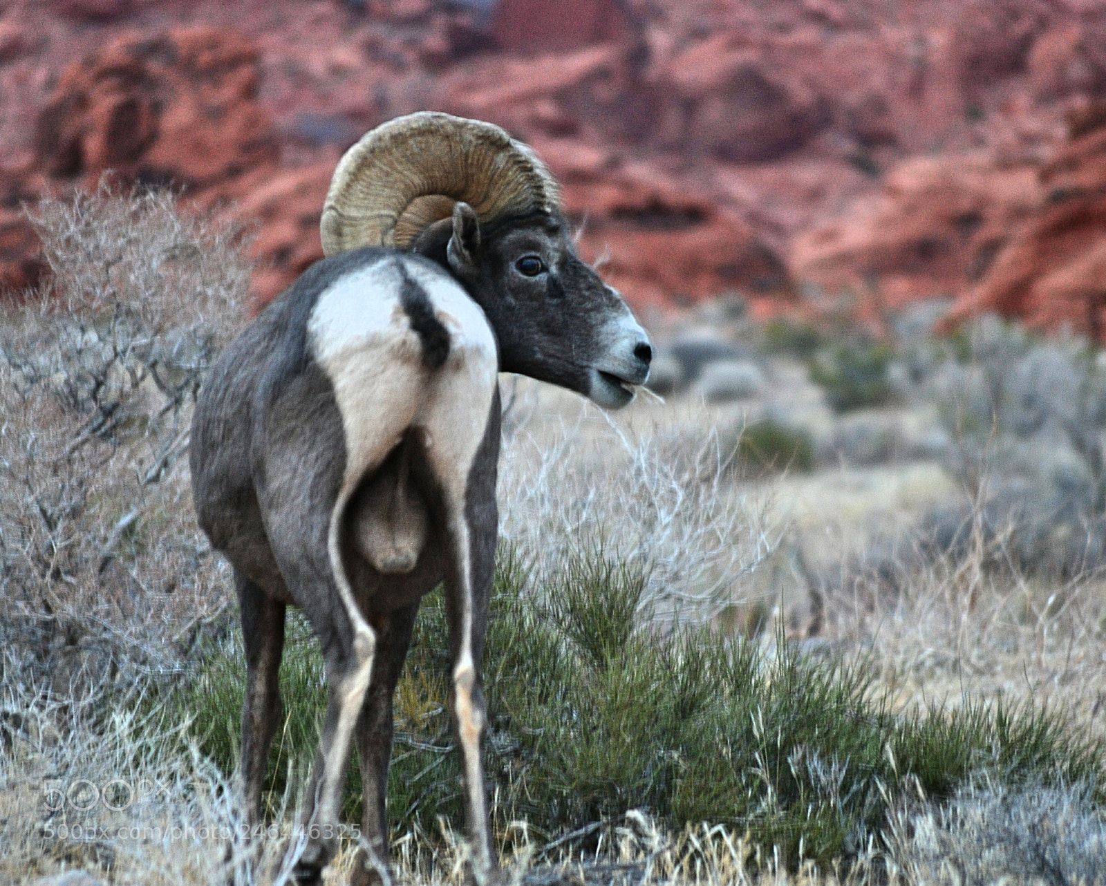 Nikon D3100 sample photo. Bighorn sheep photography