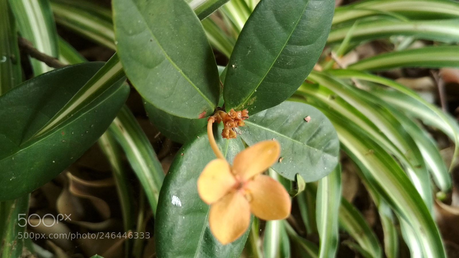 Xiaomi Redmi 4X sample photo. Flower 2018-4 photography
