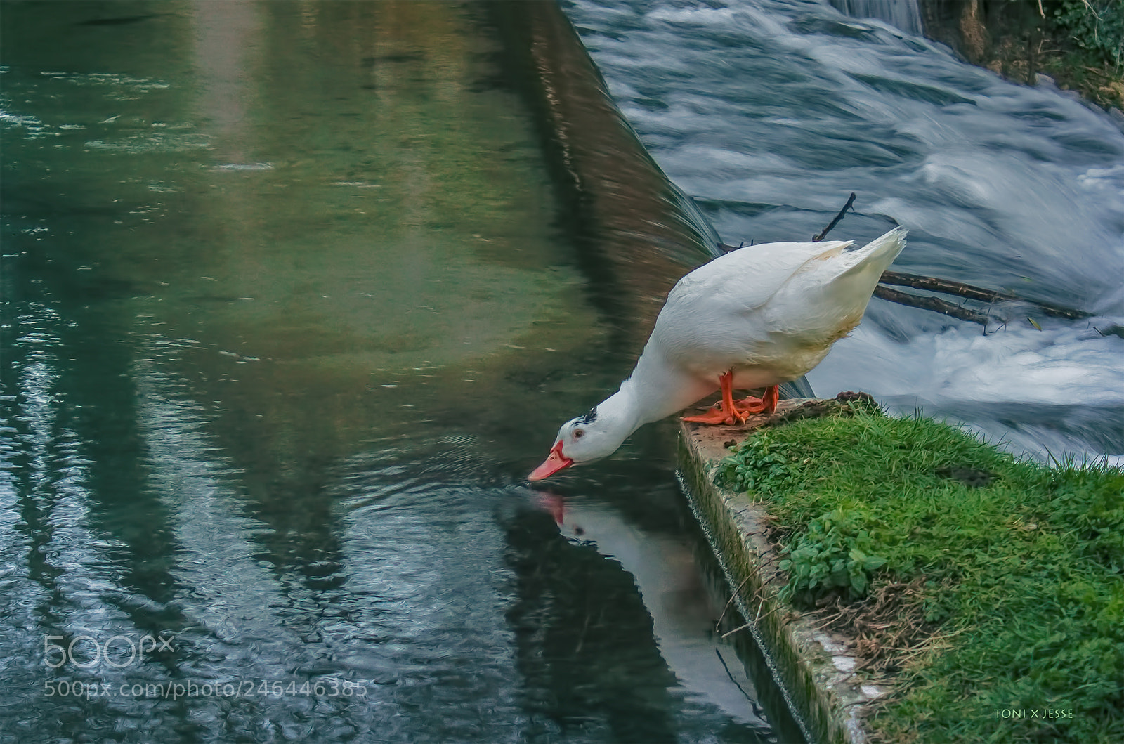 Canon EOS 600D (Rebel EOS T3i / EOS Kiss X5) sample photo. Sharing intimacy photography