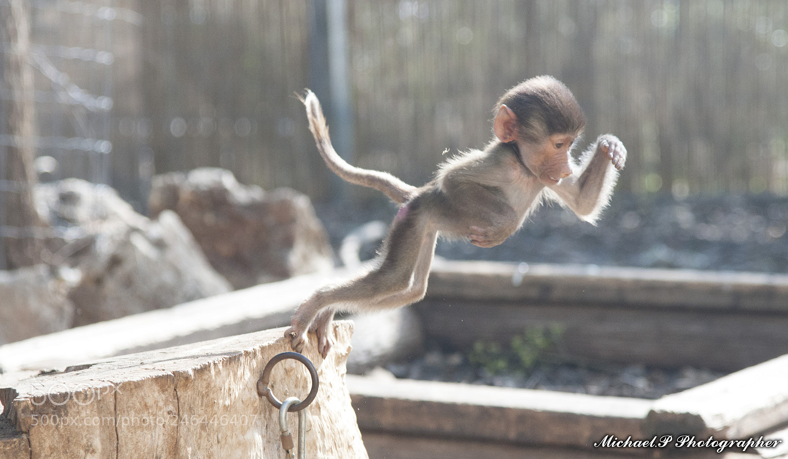 Nikon D90 sample photo. A little monkey jumps photography