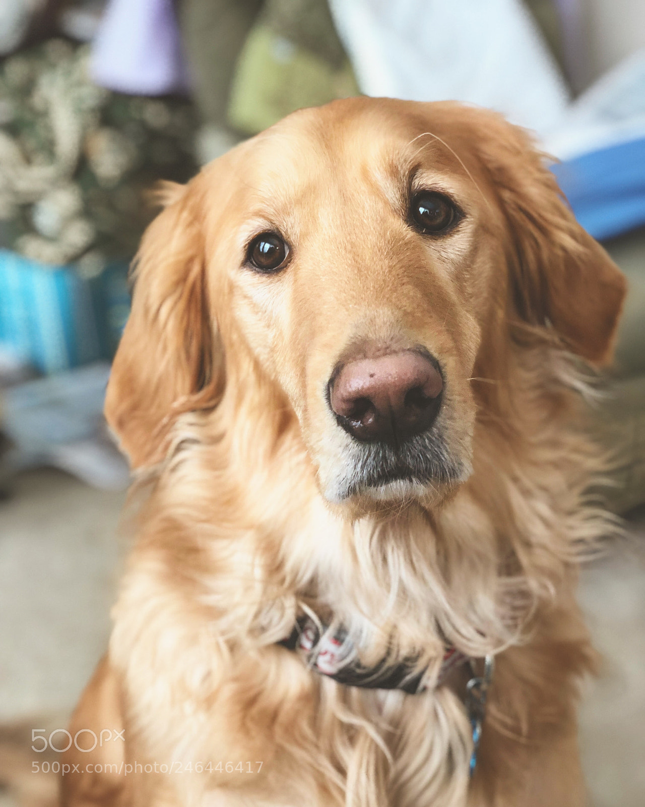 Apple iPhone X sample photo. Genny rose. photography