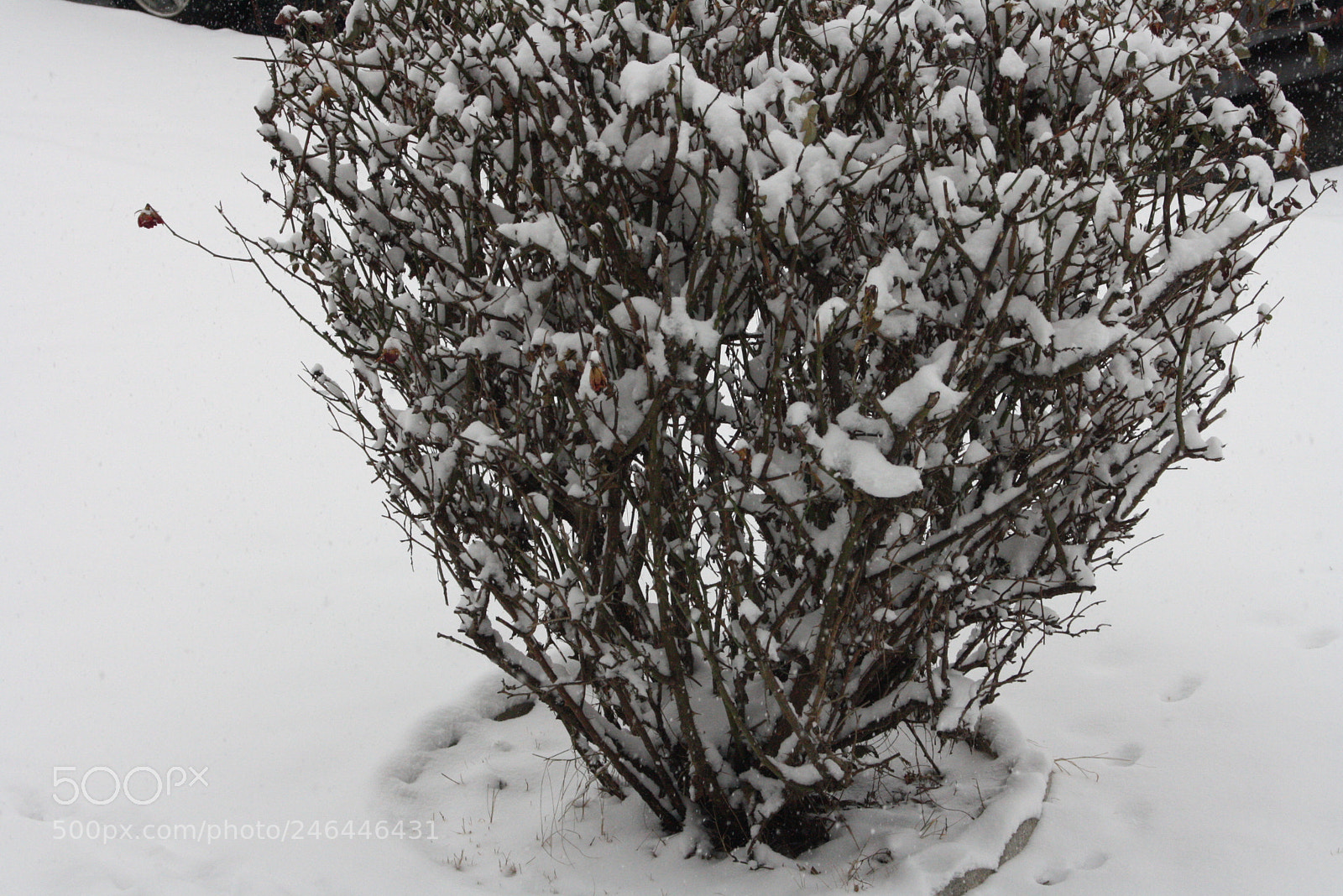 Canon EOS 1000D (EOS Digital Rebel XS / EOS Kiss F) sample photo. New camera snow photography