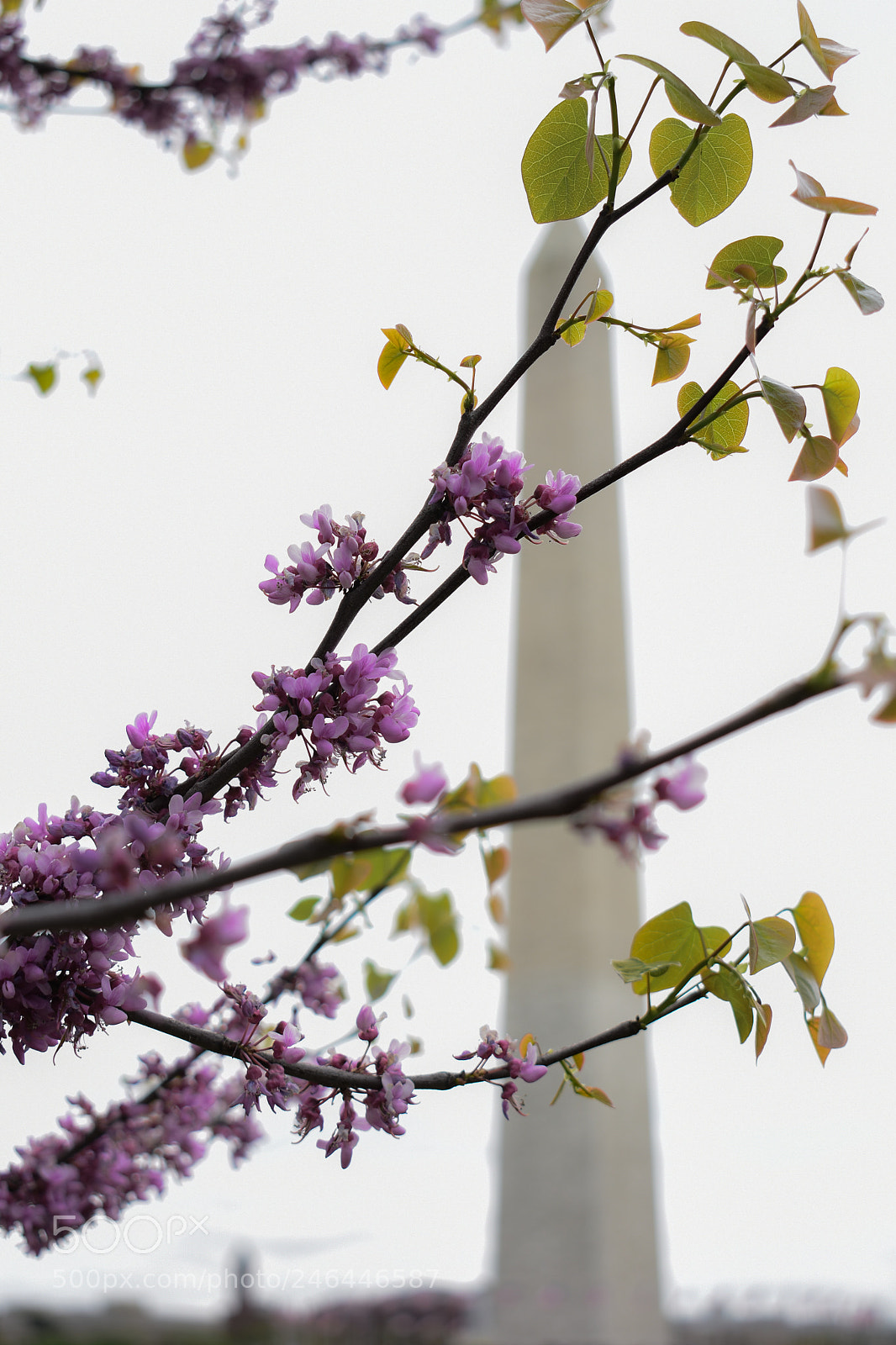 Nikon D3400 sample photo. Washington monument behind cherry photography