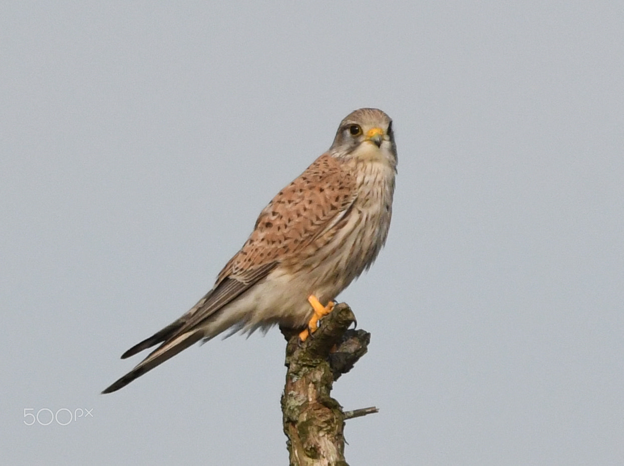 Nikon D500 sample photo. Common kestrel,torenvalk (falco tinnunculus). photography