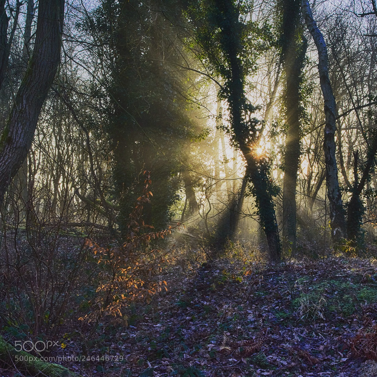 Nikon D7200 sample photo. Sunrise, hertfordshire, england photography