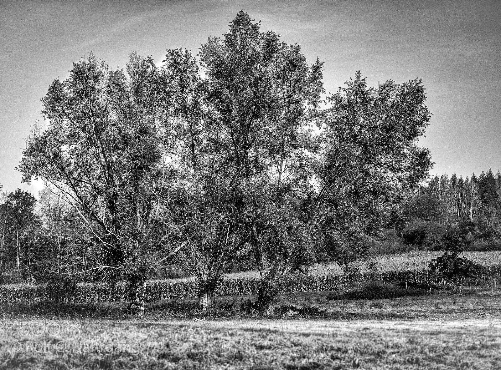 Nikon D7200 sample photo. Three trees  photography