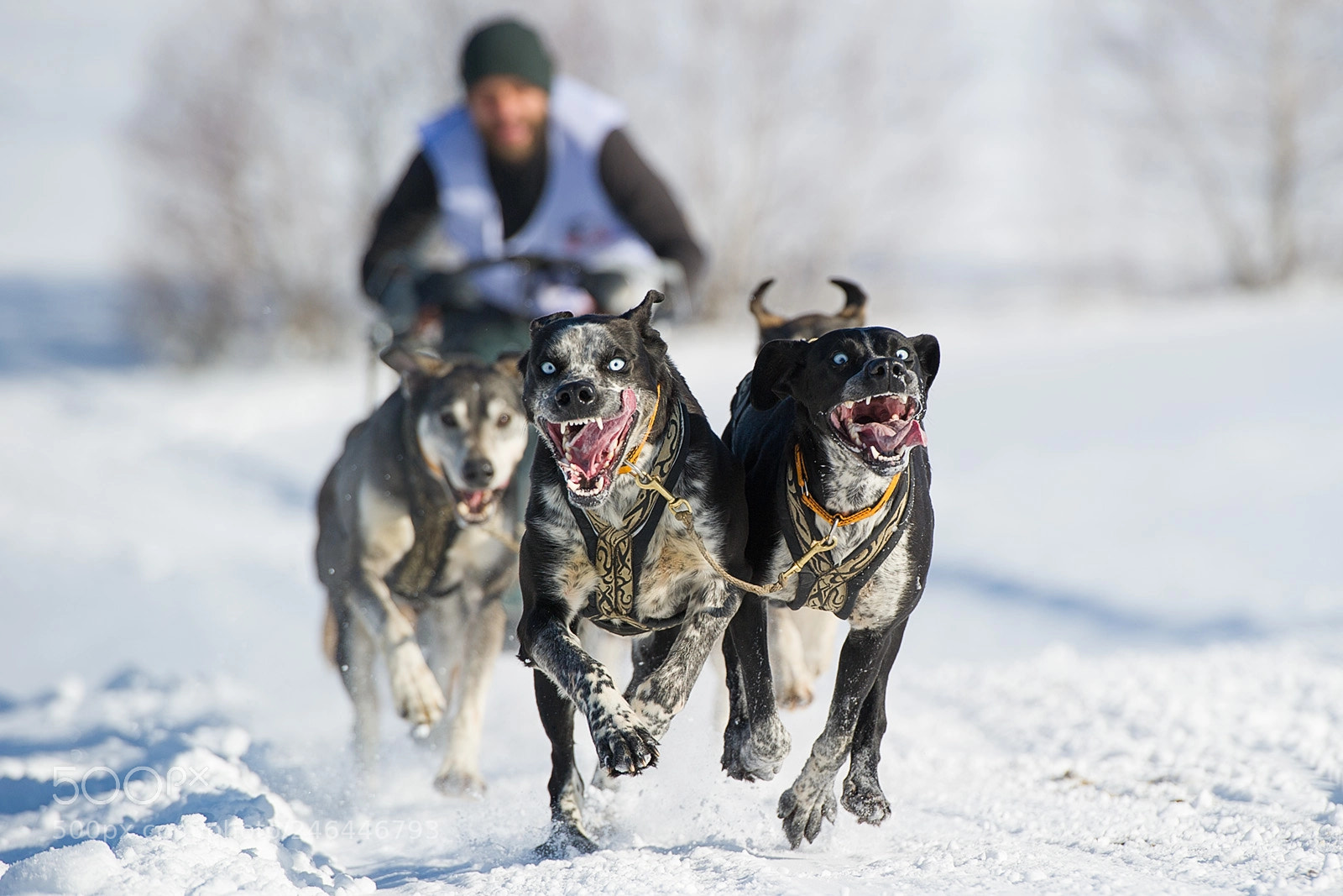 Nikon D3S sample photo. Dog sleds photography