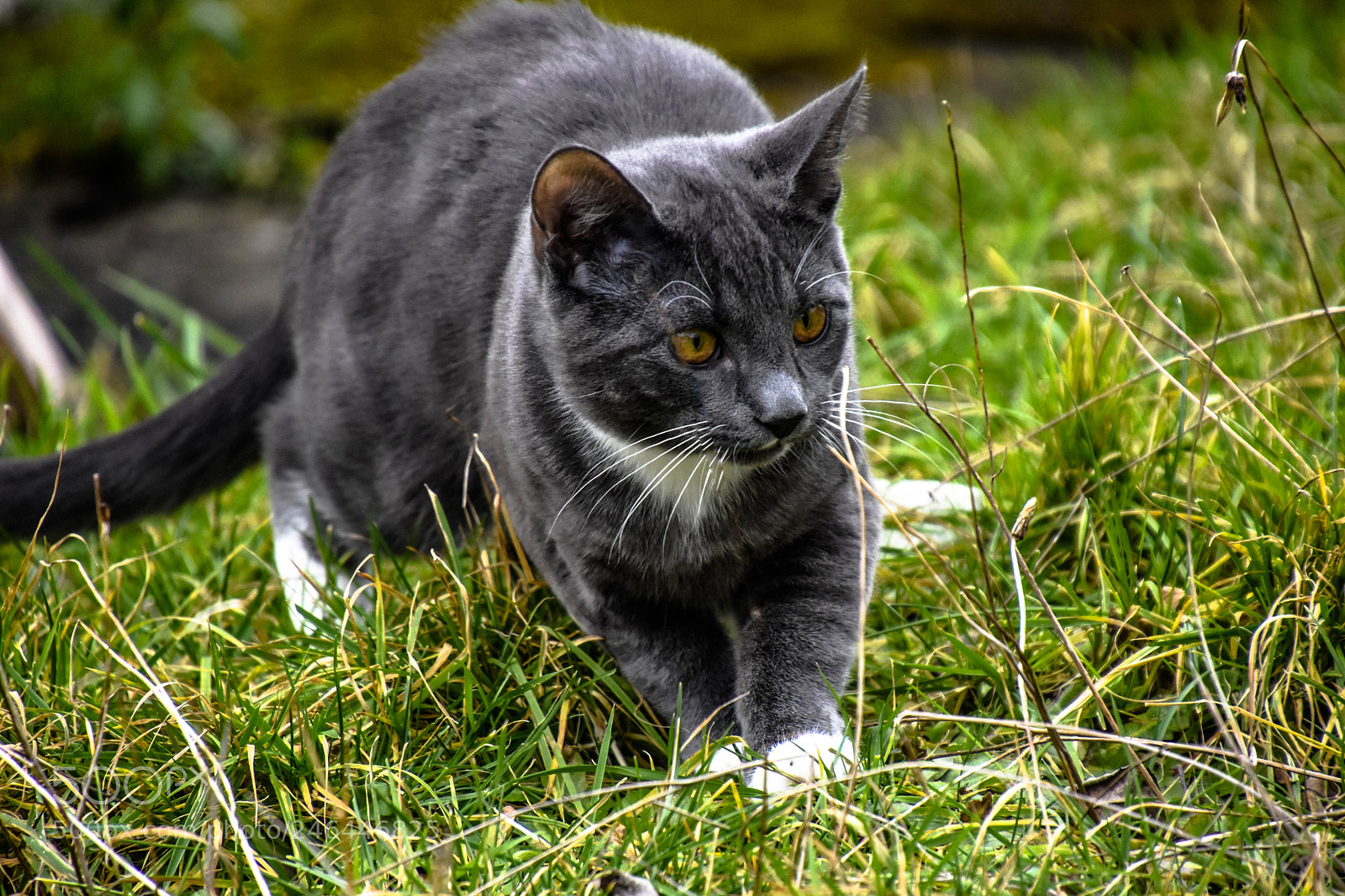 Nikon D7200 sample photo. Curiosity photography