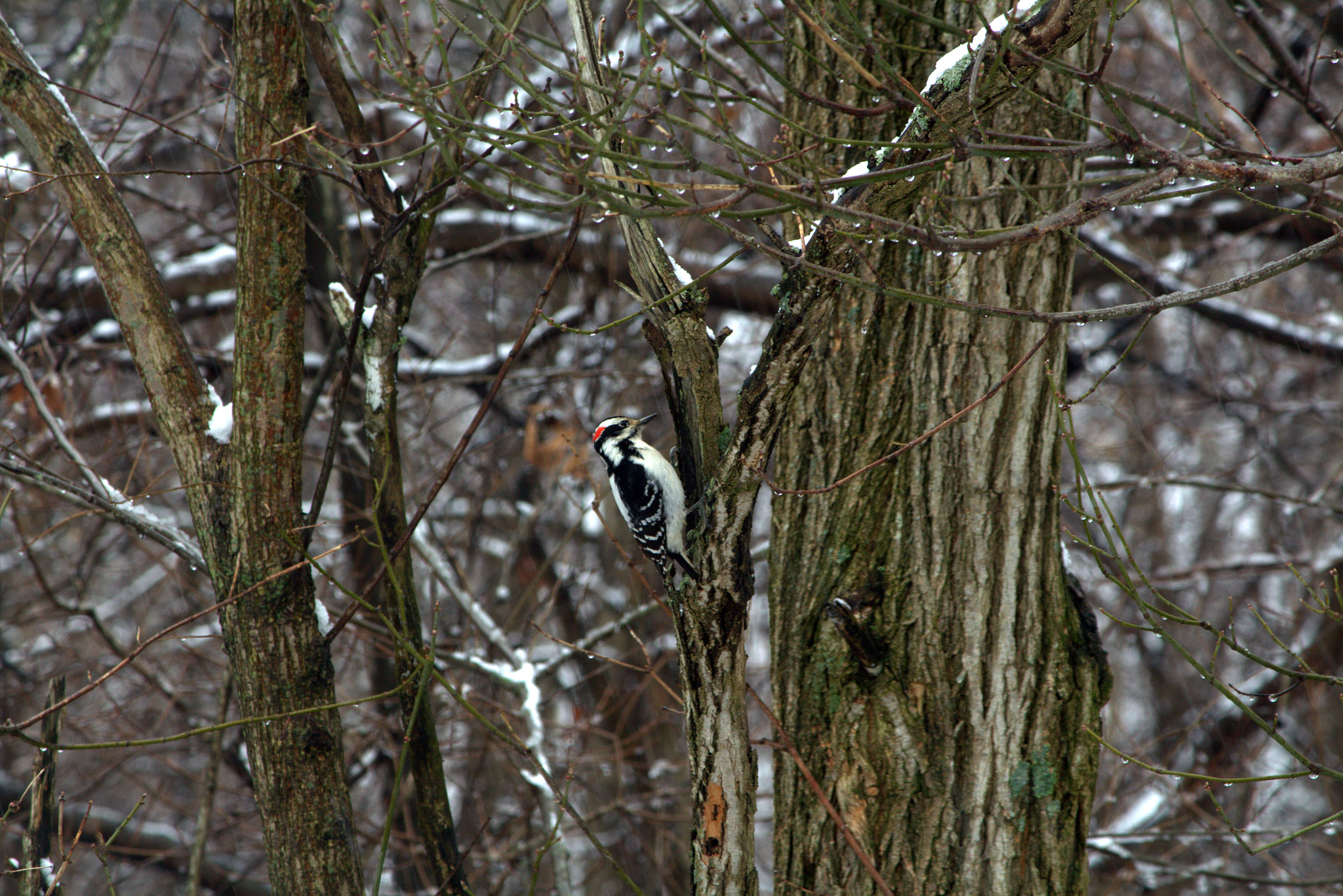 Canon EF-S 55-250mm F4-5.6 IS II sample photo. North american hairy woodpecker photography