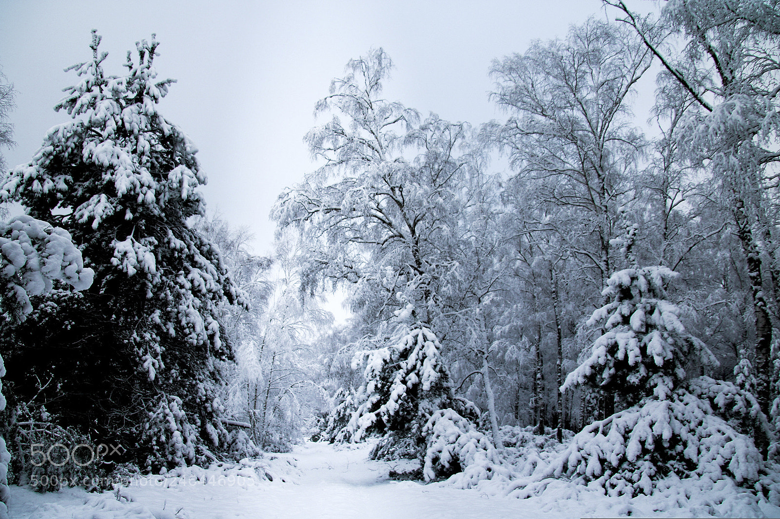 Canon EOS 760D (EOS Rebel T6s / EOS 8000D) sample photo. Winter forest 3 photography