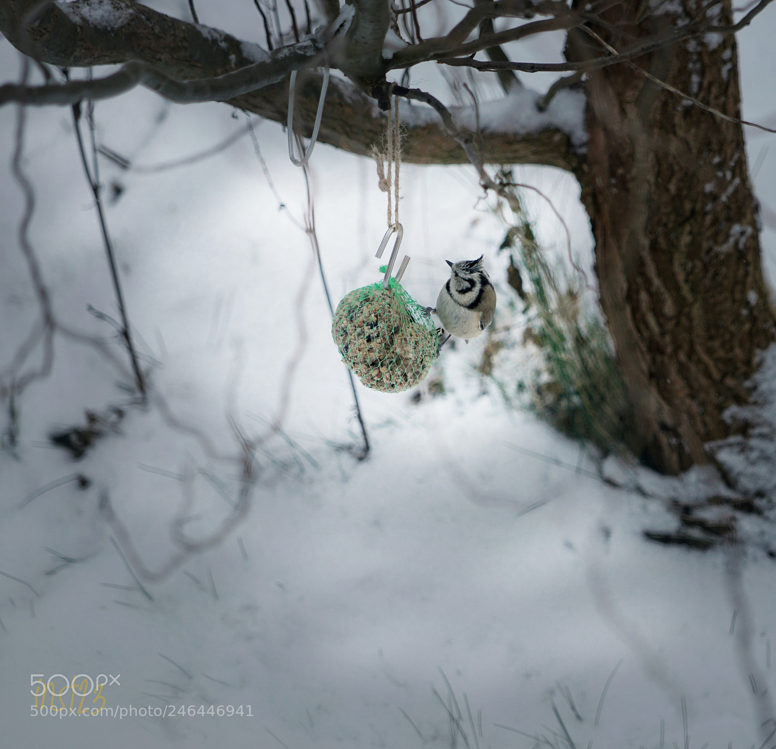 Sony a7 II sample photo. Little bird in winter photography