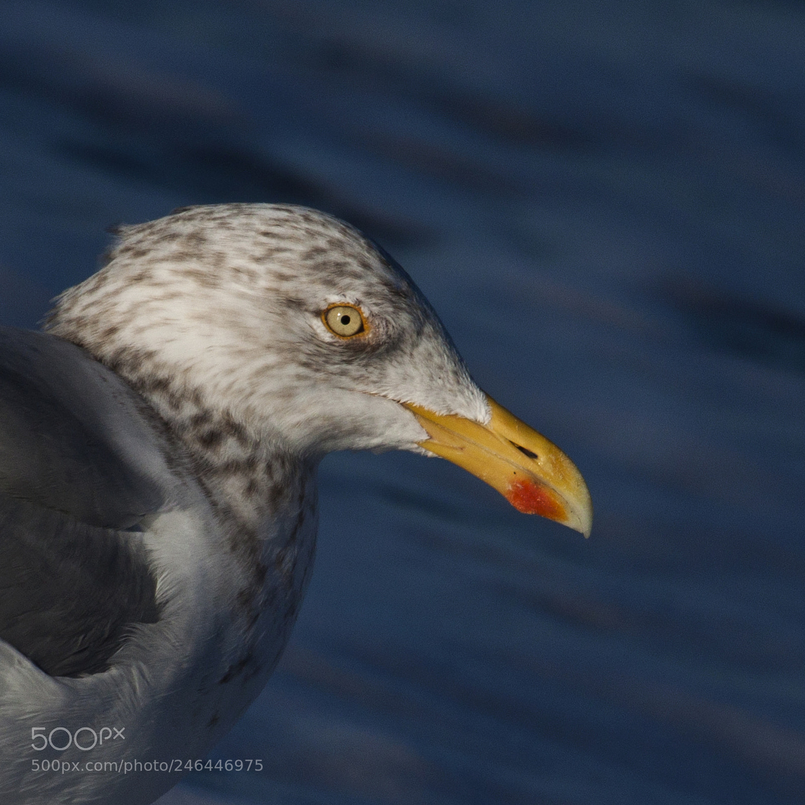 Canon EOS 50D sample photo. Sea birds photography