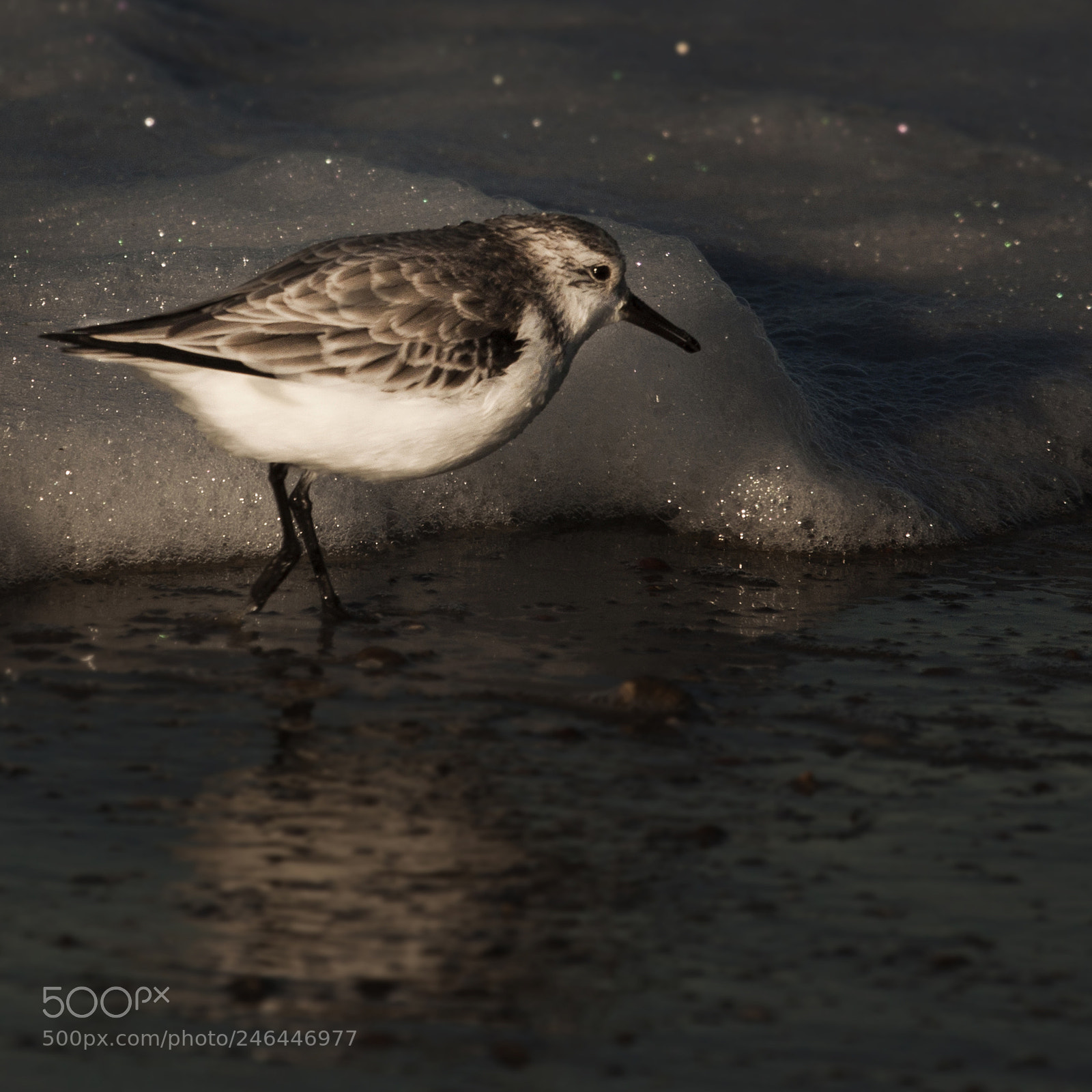 Canon EOS 50D sample photo. Sea birds photography