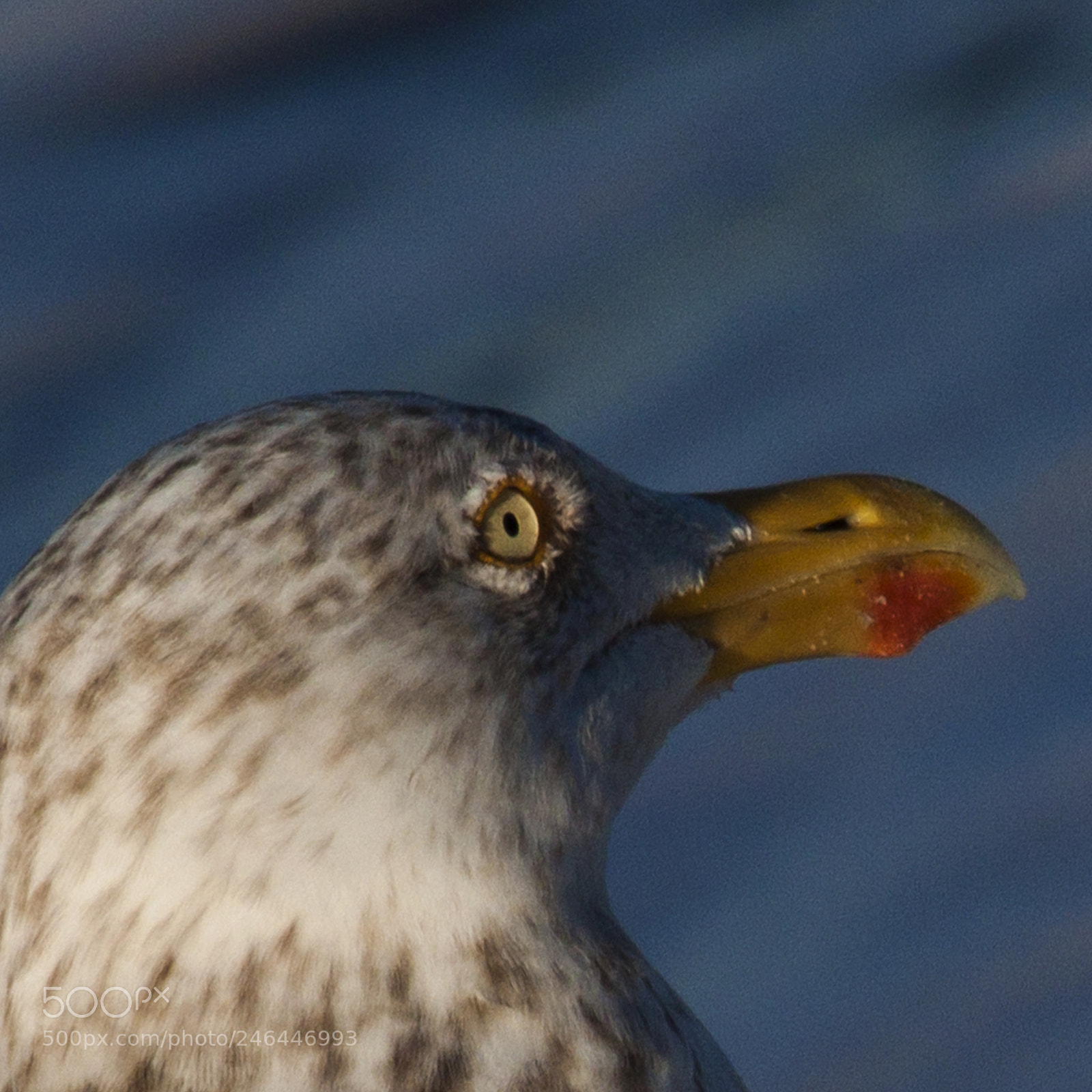 Canon EOS 50D sample photo. Sea birds photography