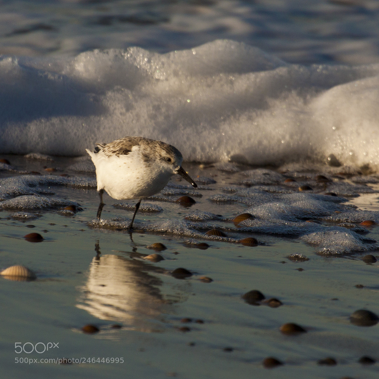 Canon EOS 50D sample photo. Sea birds photography