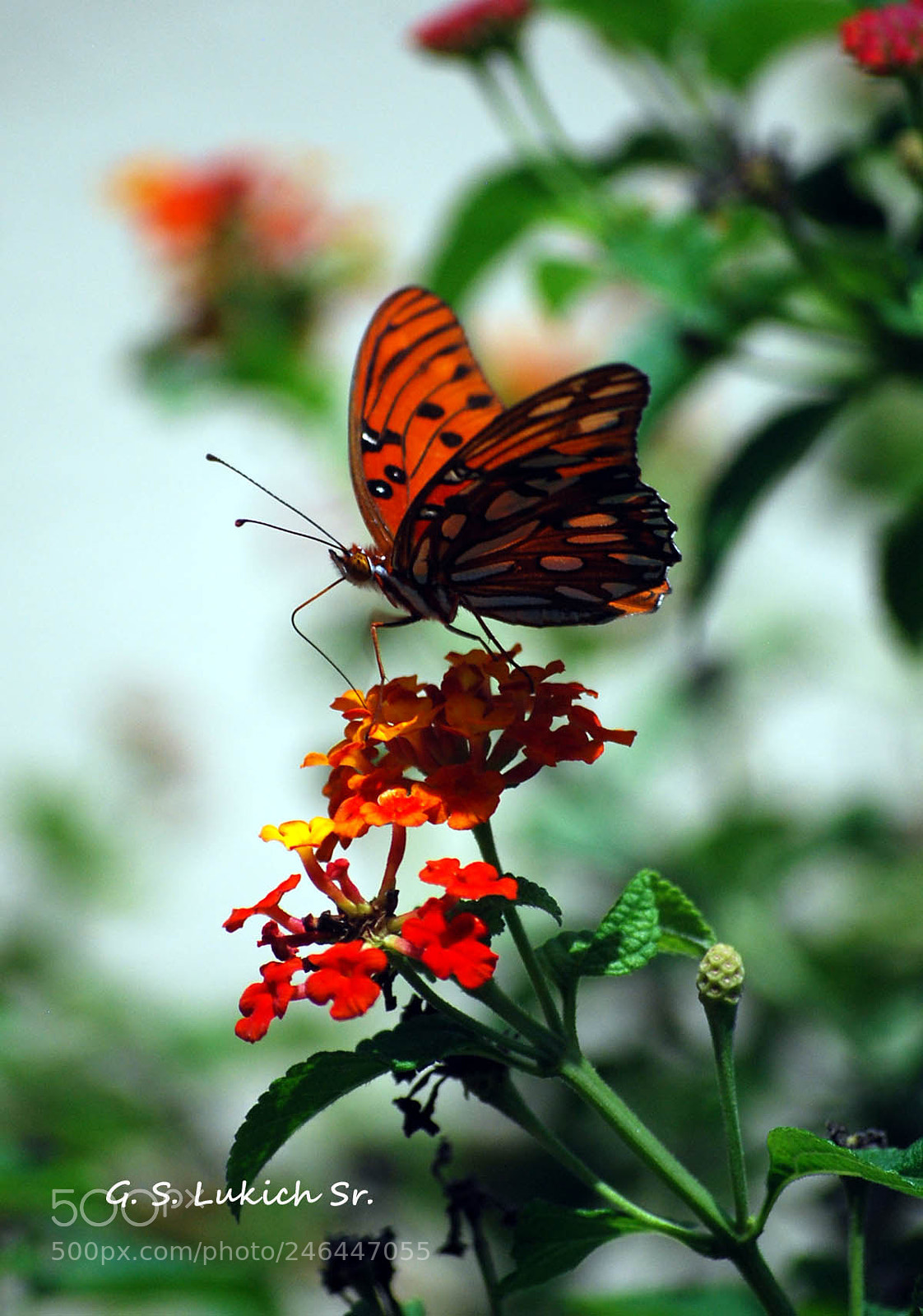 Nikon D40X sample photo. Morning nectar photography