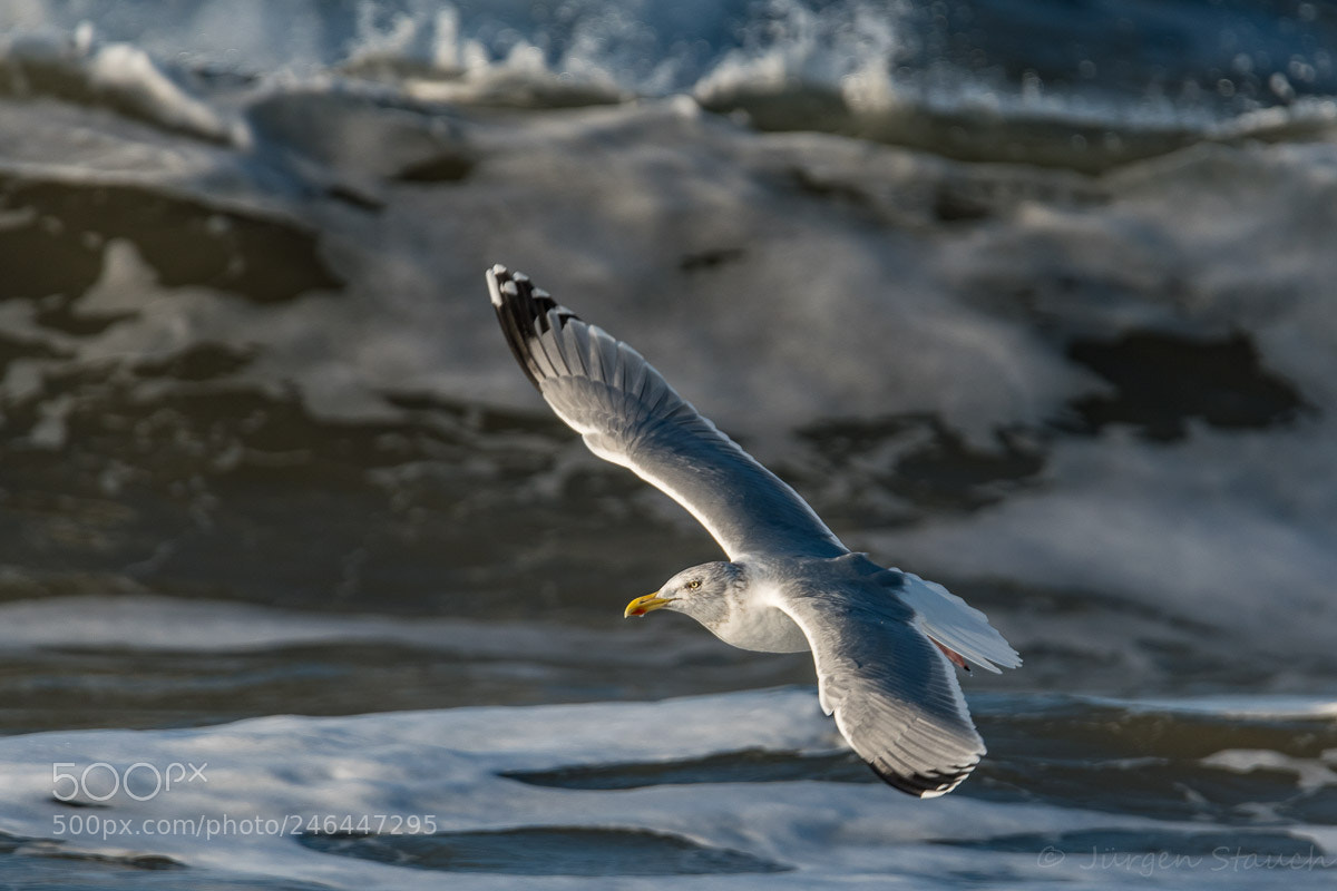 Nikon D500 sample photo. Möwenflug photography