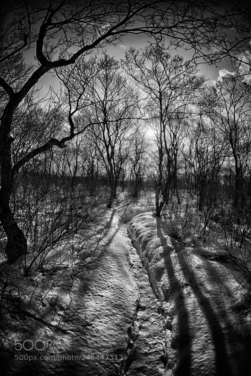 Nikon D810 sample photo. Pathway photography
