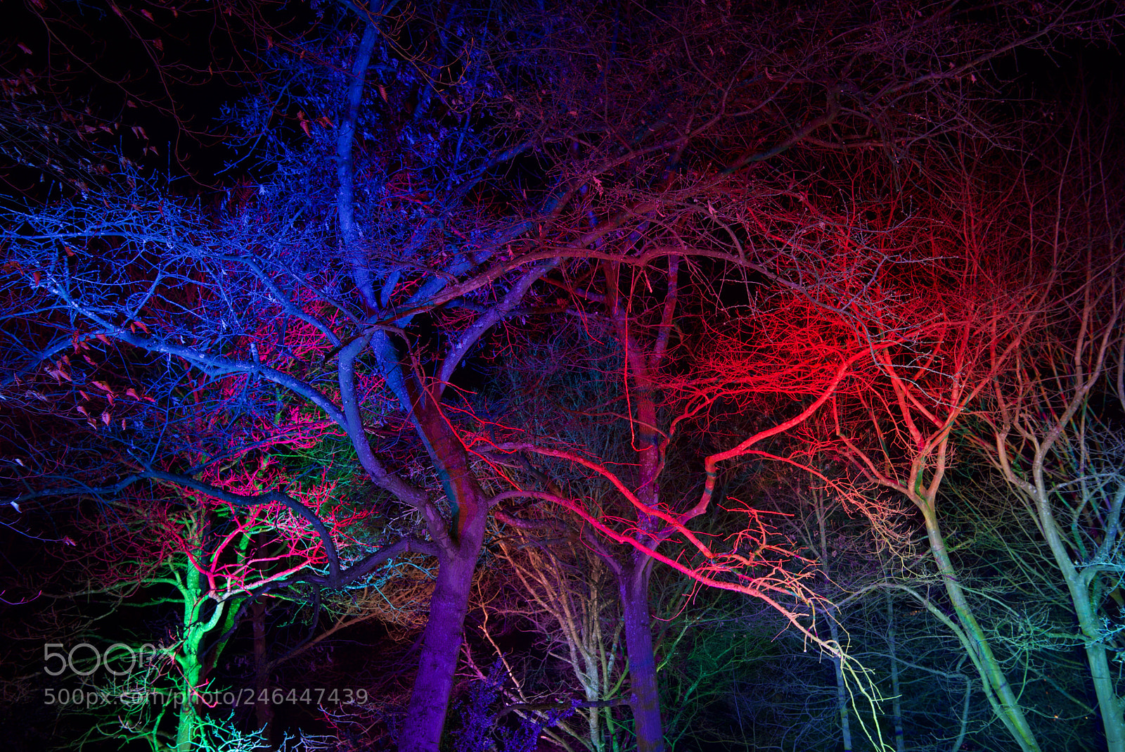 Nikon D750 sample photo. Colourful trees photography