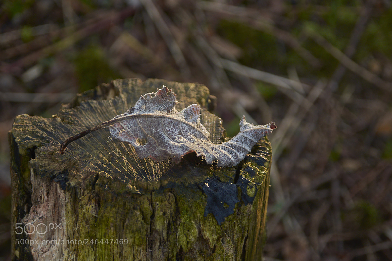 Nikon D7200 sample photo. Frosty leaf photography