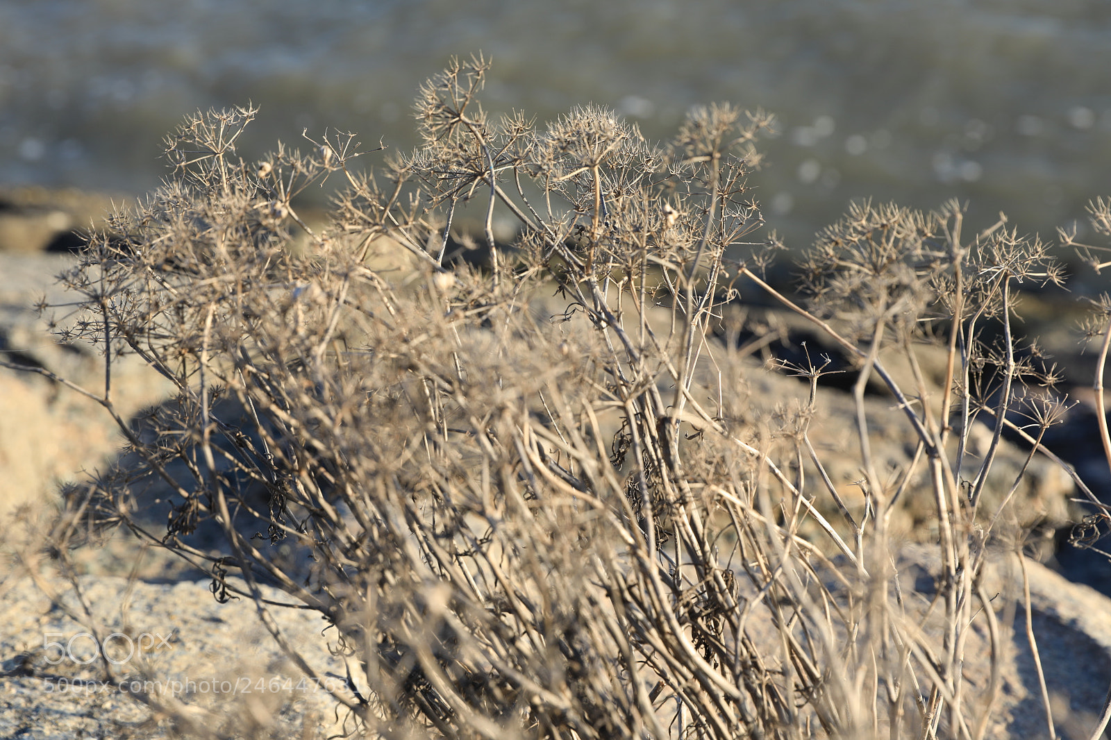 Canon EF 24-70mm F2.8L II USM sample photo. Untitled photography