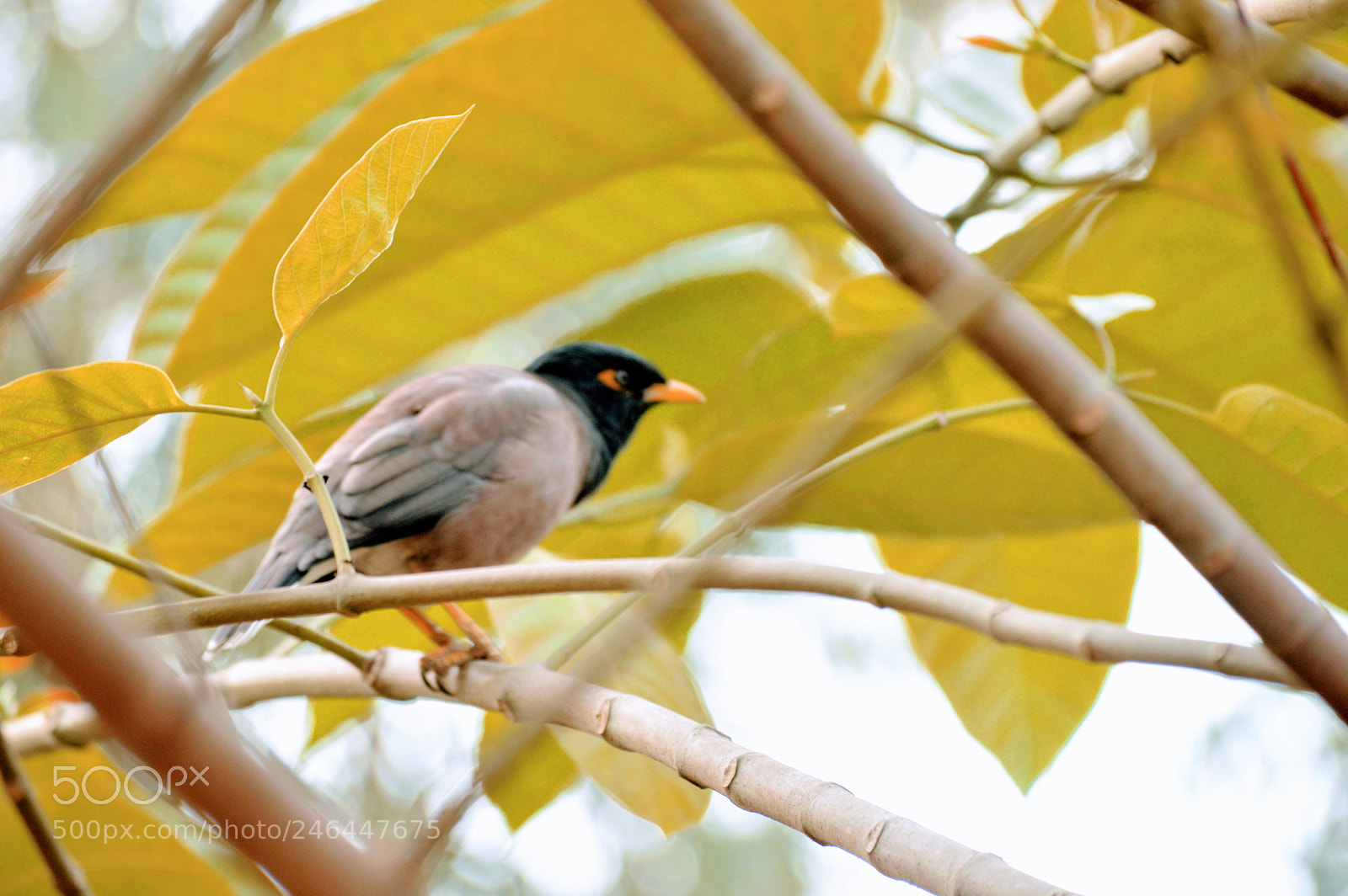 Nikon D3200 sample photo. Bird with some rest photography