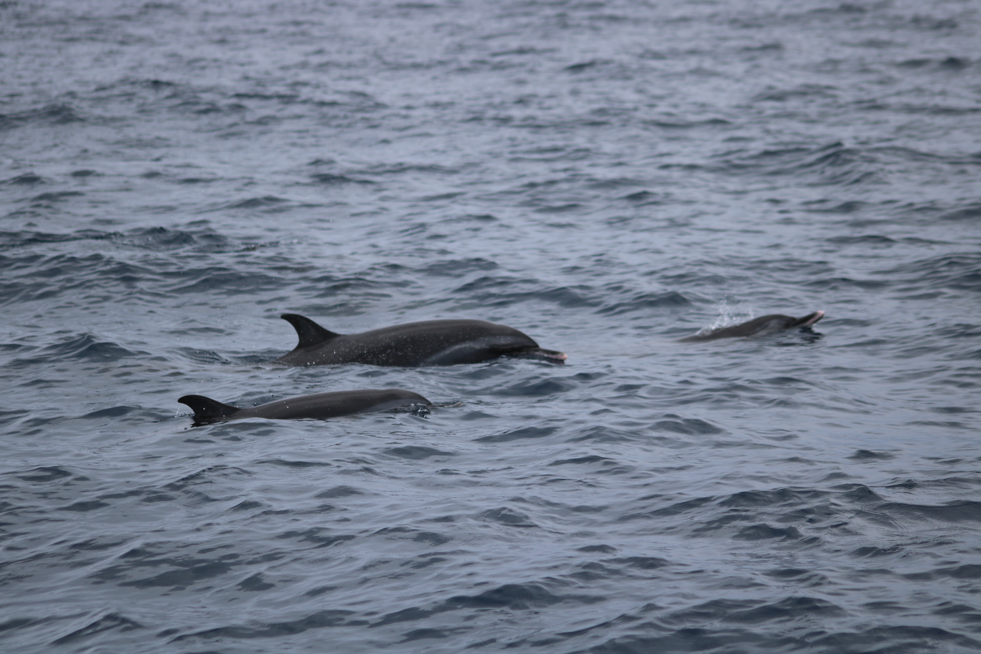 Canon EOS 750D (EOS Rebel T6i / EOS Kiss X8i) sample photo