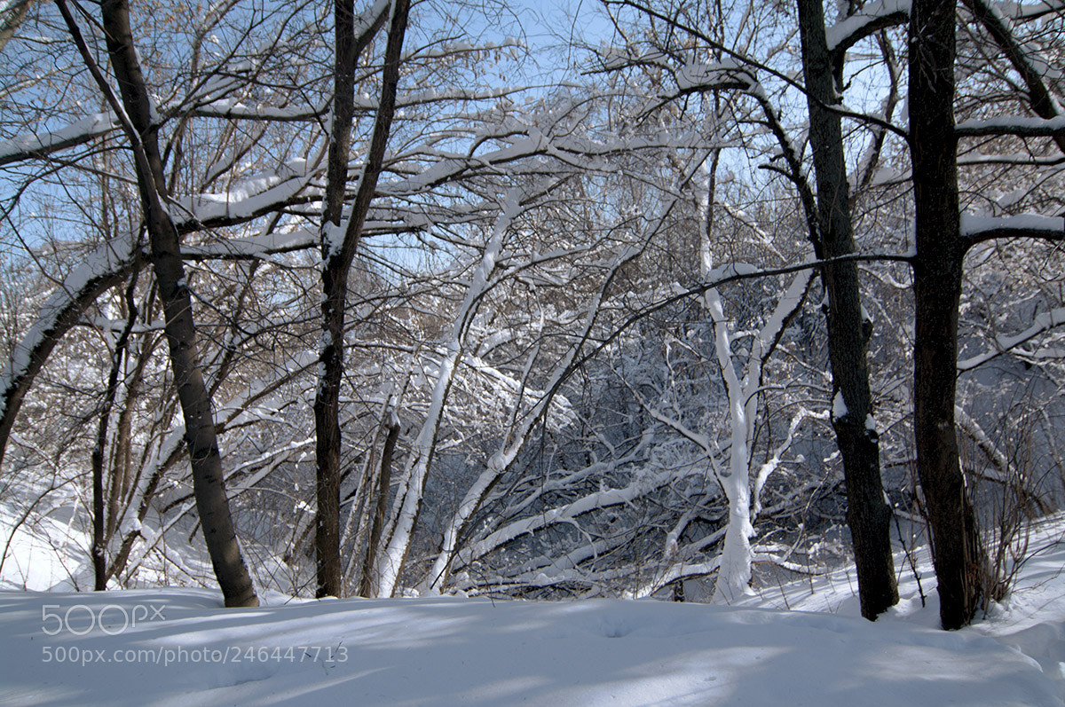 Pentax K-7 sample photo. Sun day. photography
