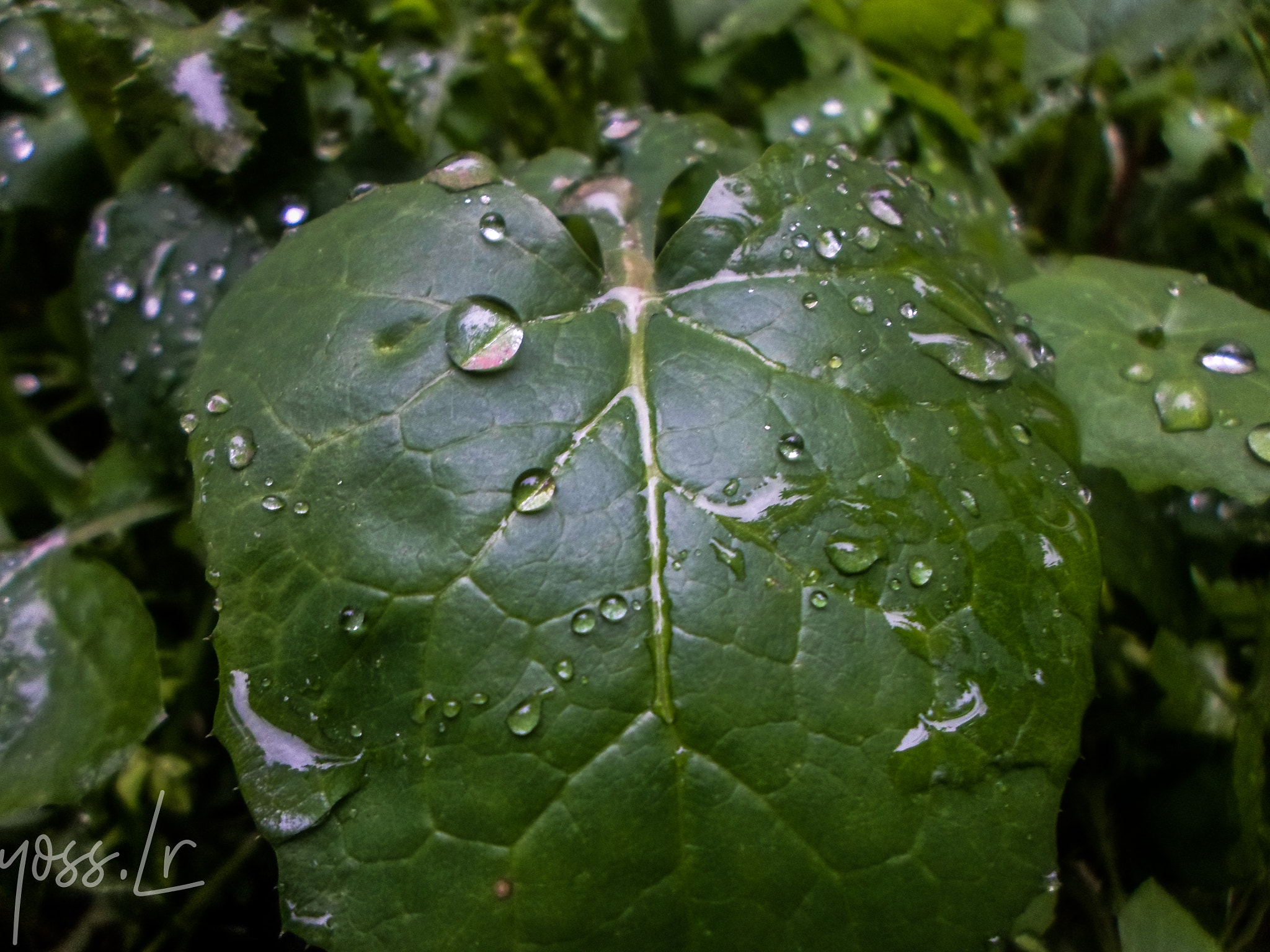 Samsung ES95 sample photo. Sam-1 photography