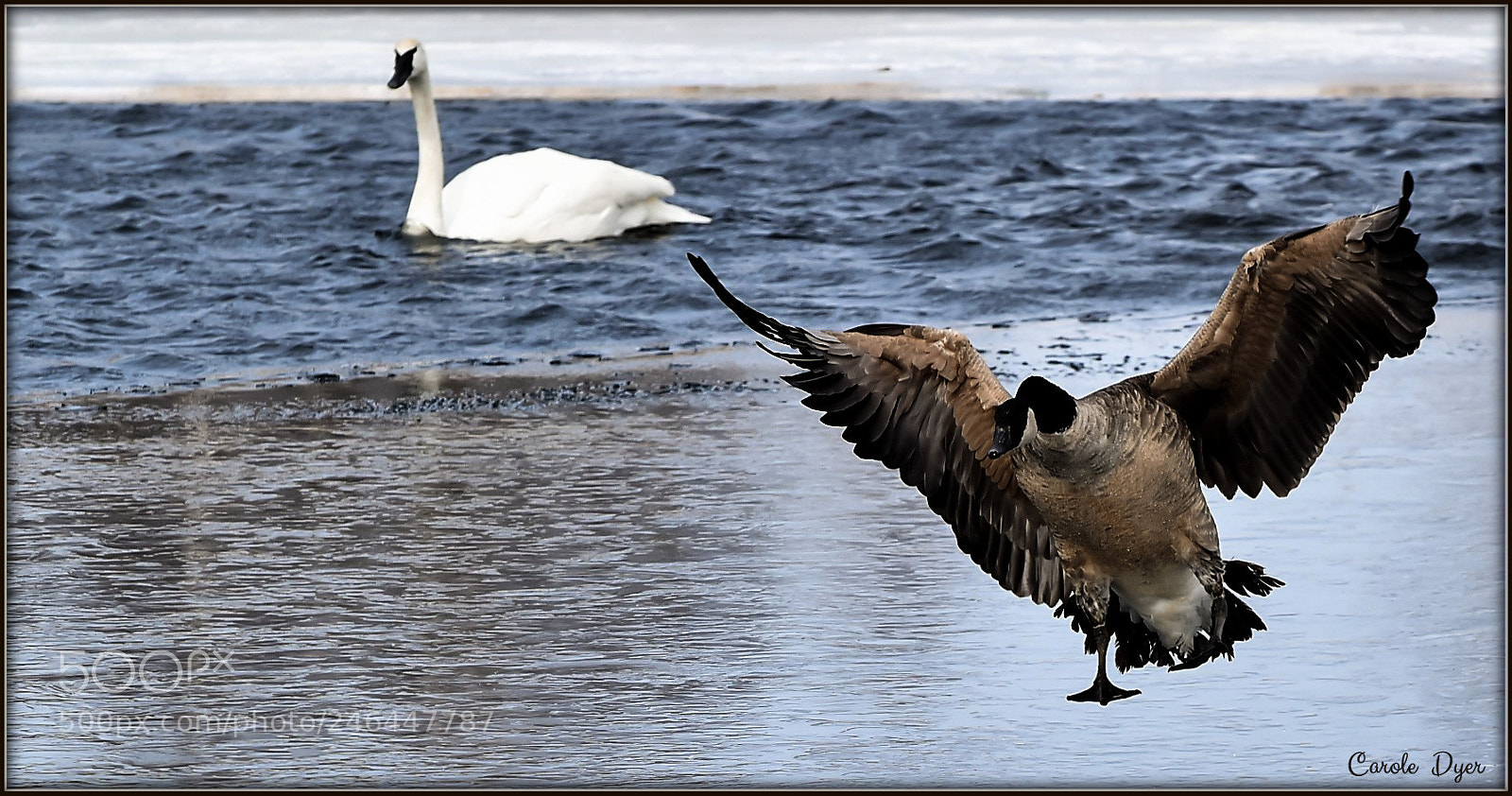 Nikon D5600 sample photo. Goose landing photography
