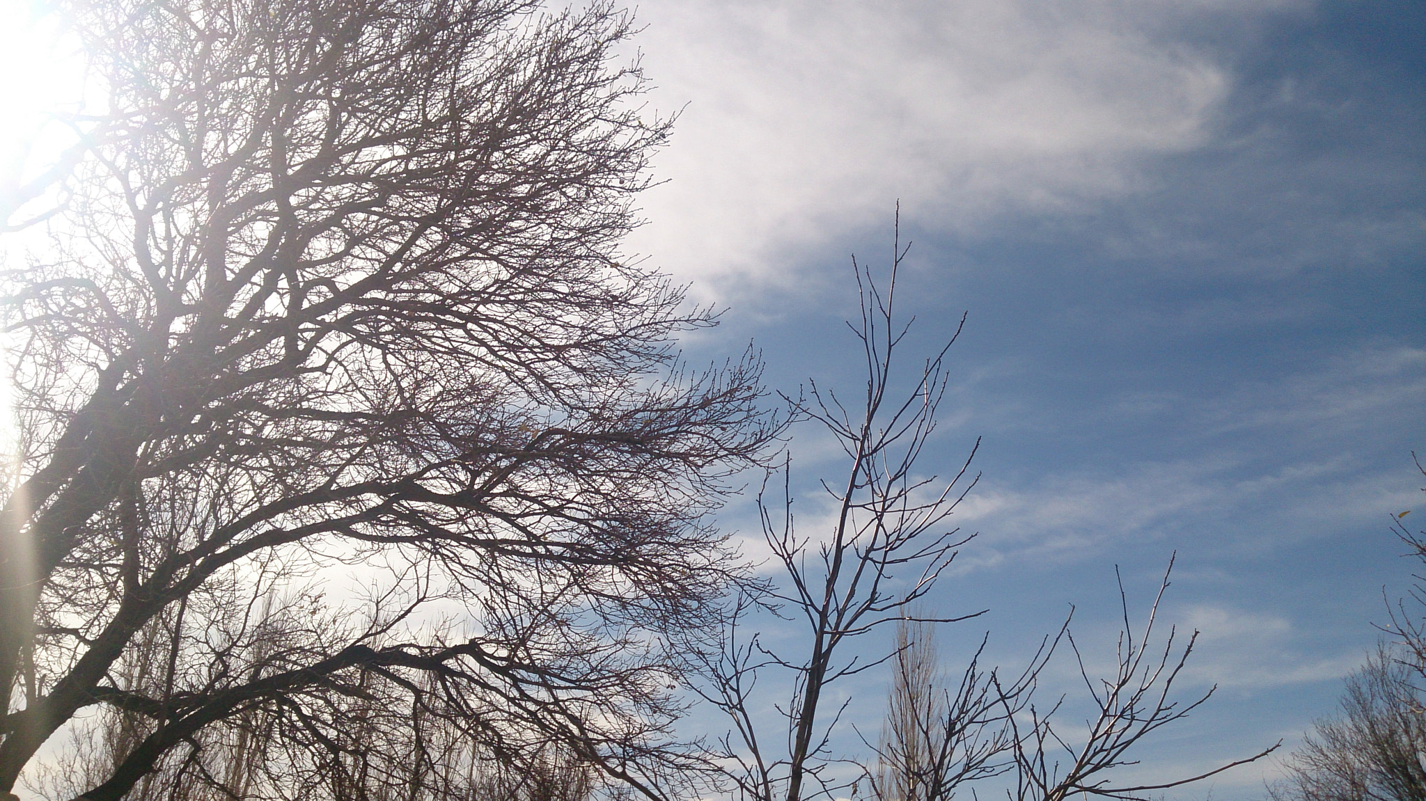 Sony Xperia Z sample photo. Trees in the blue sky photography