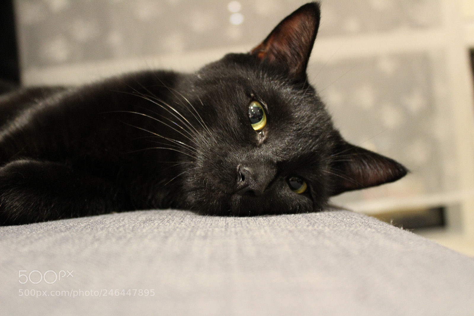 Canon EF-S 18-55mm F3.5-5.6 III sample photo. Thor photography