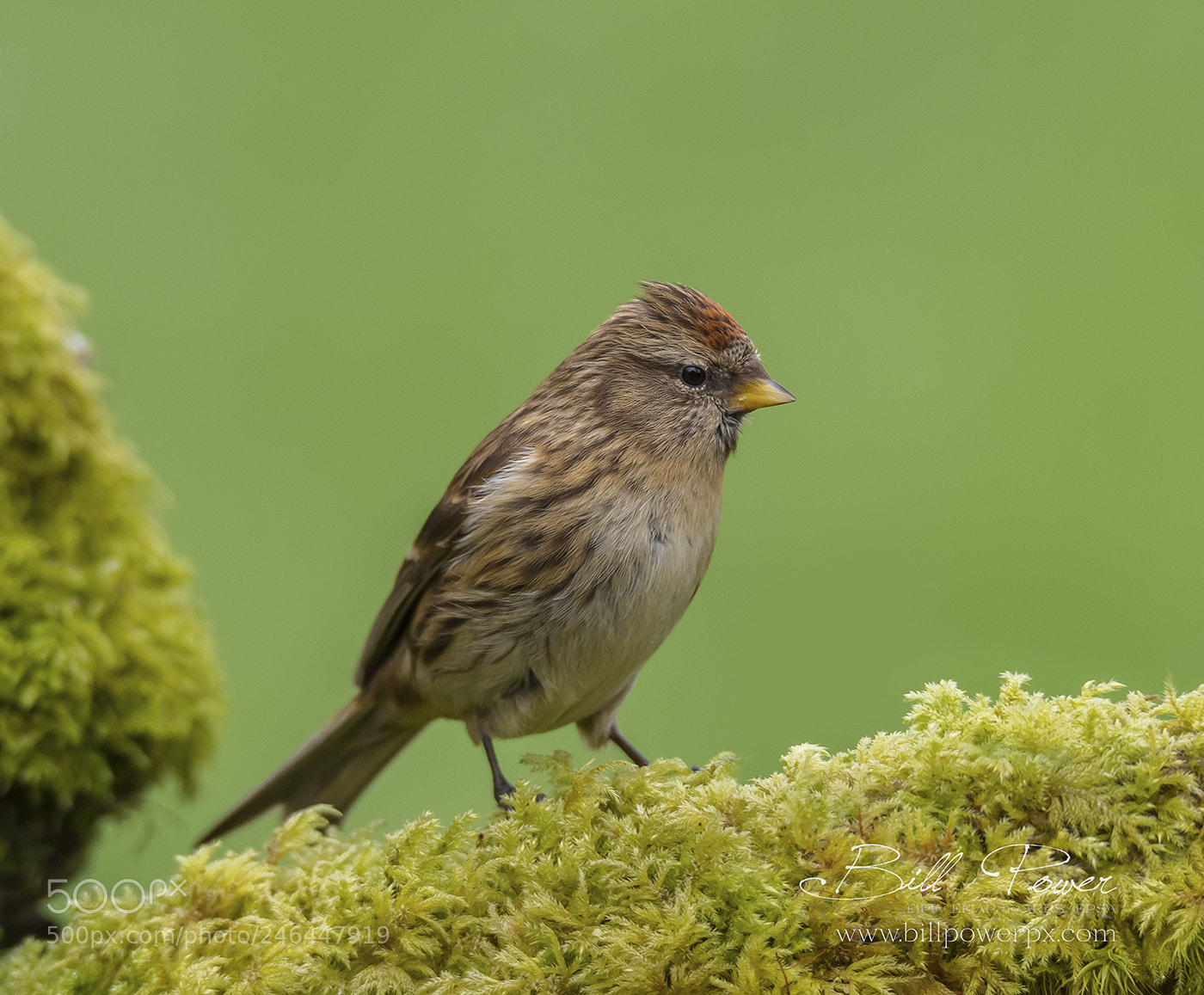 Nikon D810 sample photo. Redpoll in mulberry garden photography