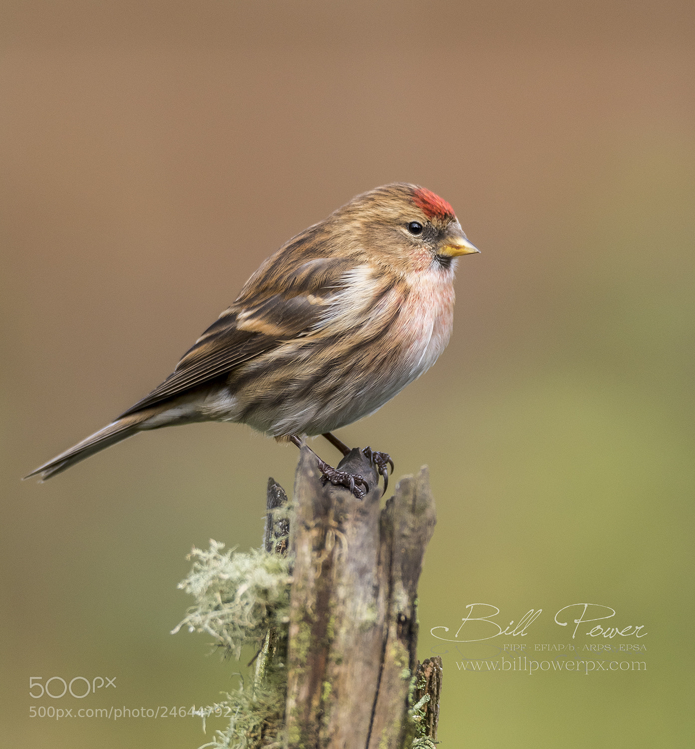 Nikon D810 sample photo. Redpoll on a post photography