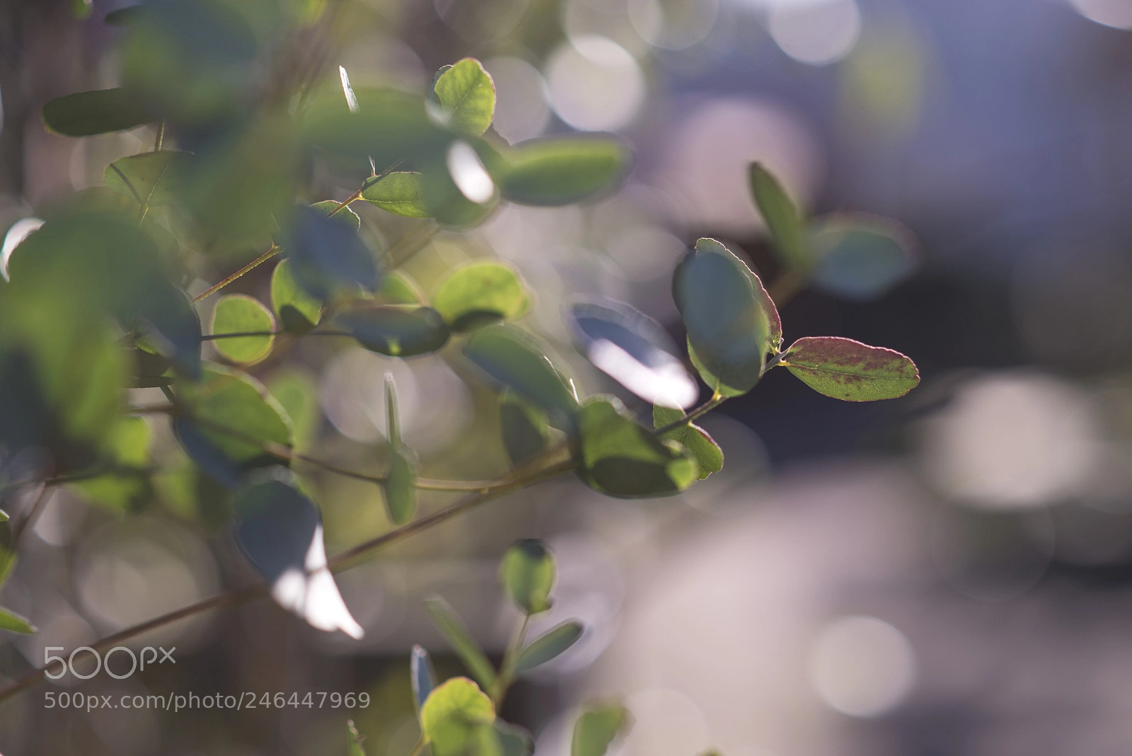 Nikon D610 sample photo. Dreamscapes photography