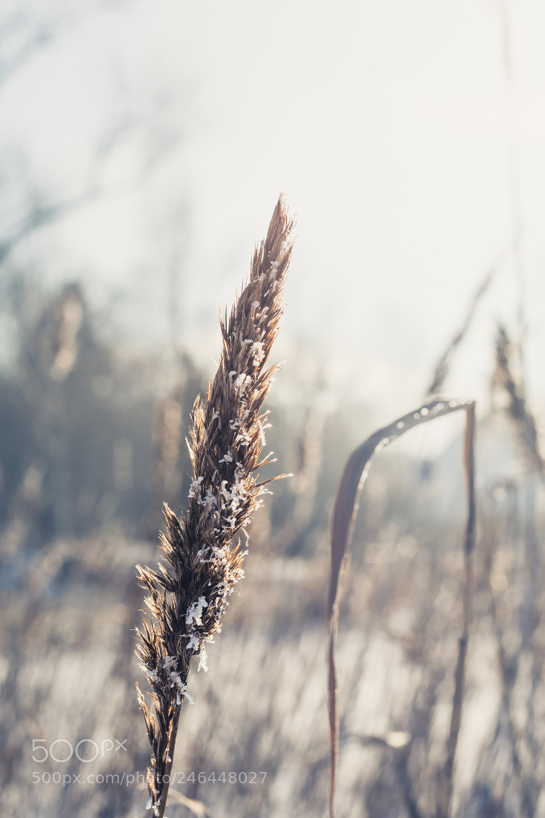 Nikon D500 sample photo. Misty mornings photography