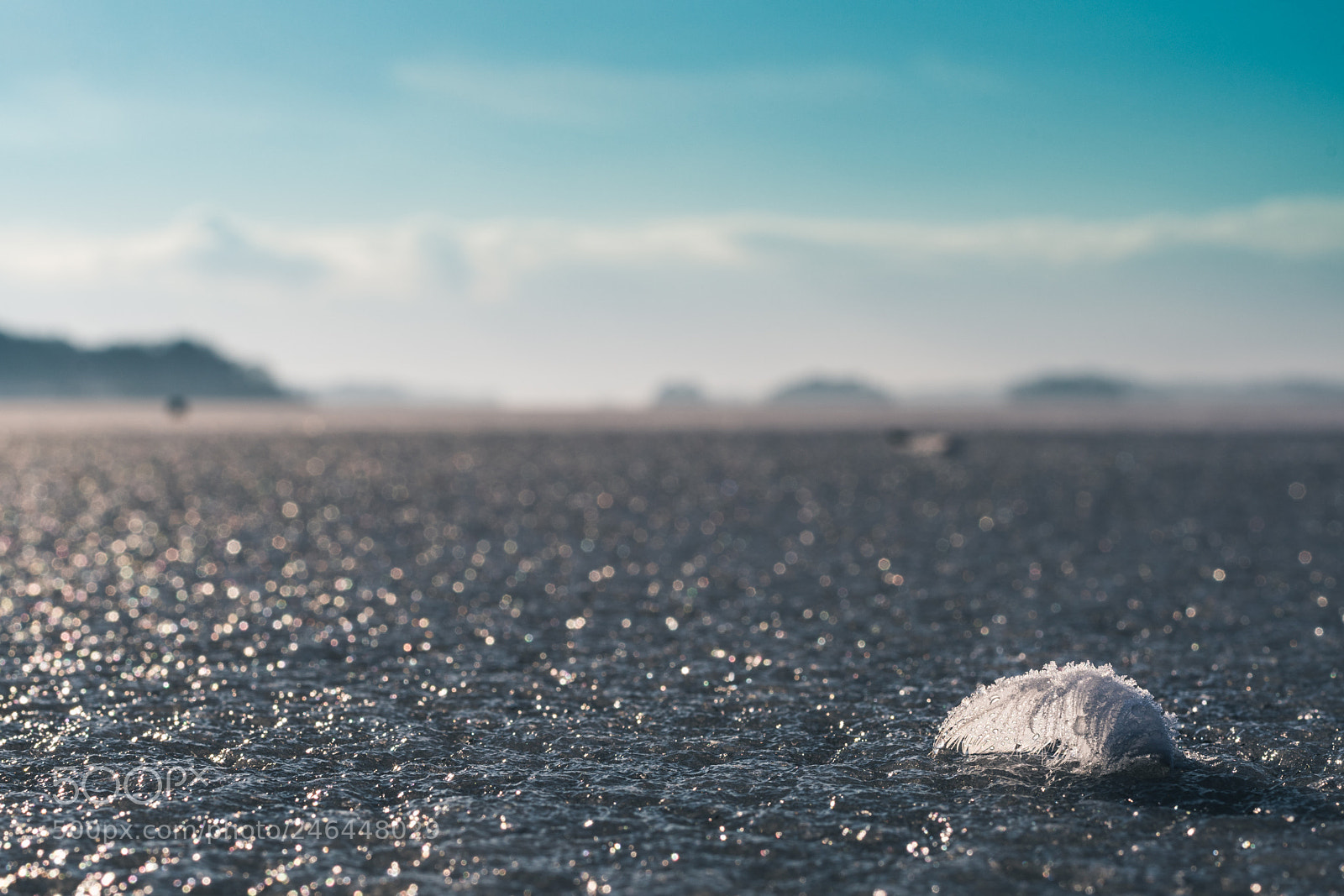 Nikon D500 sample photo. Icebound photography