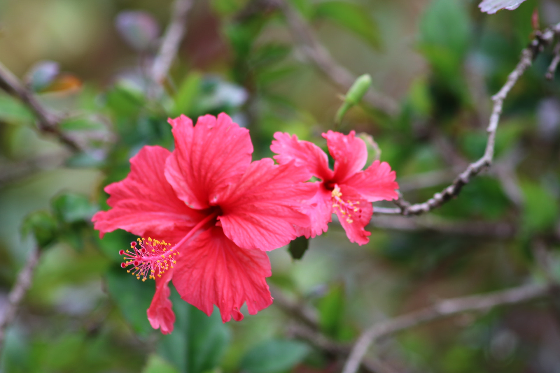 Canon EOS 750D (EOS Rebel T6i / EOS Kiss X8i) sample photo