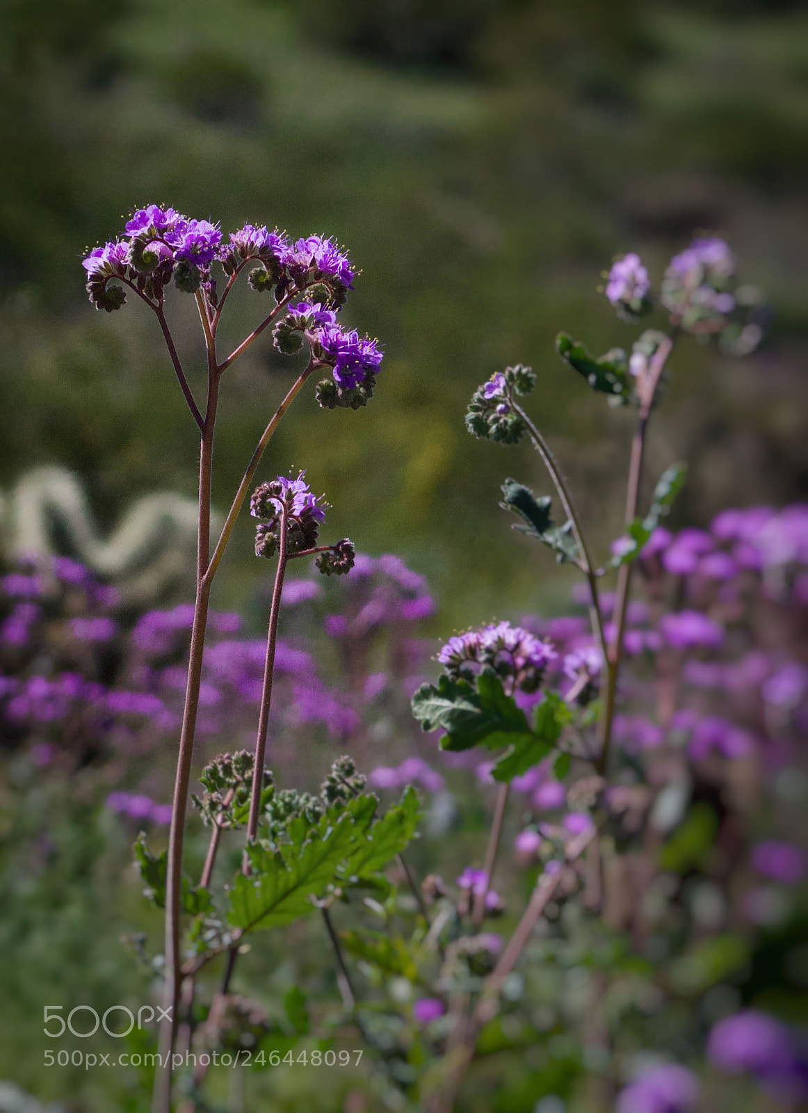 Canon EOS 1300D (EOS Rebel T6 / EOS Kiss X80) sample photo. Purple phoenix photography
