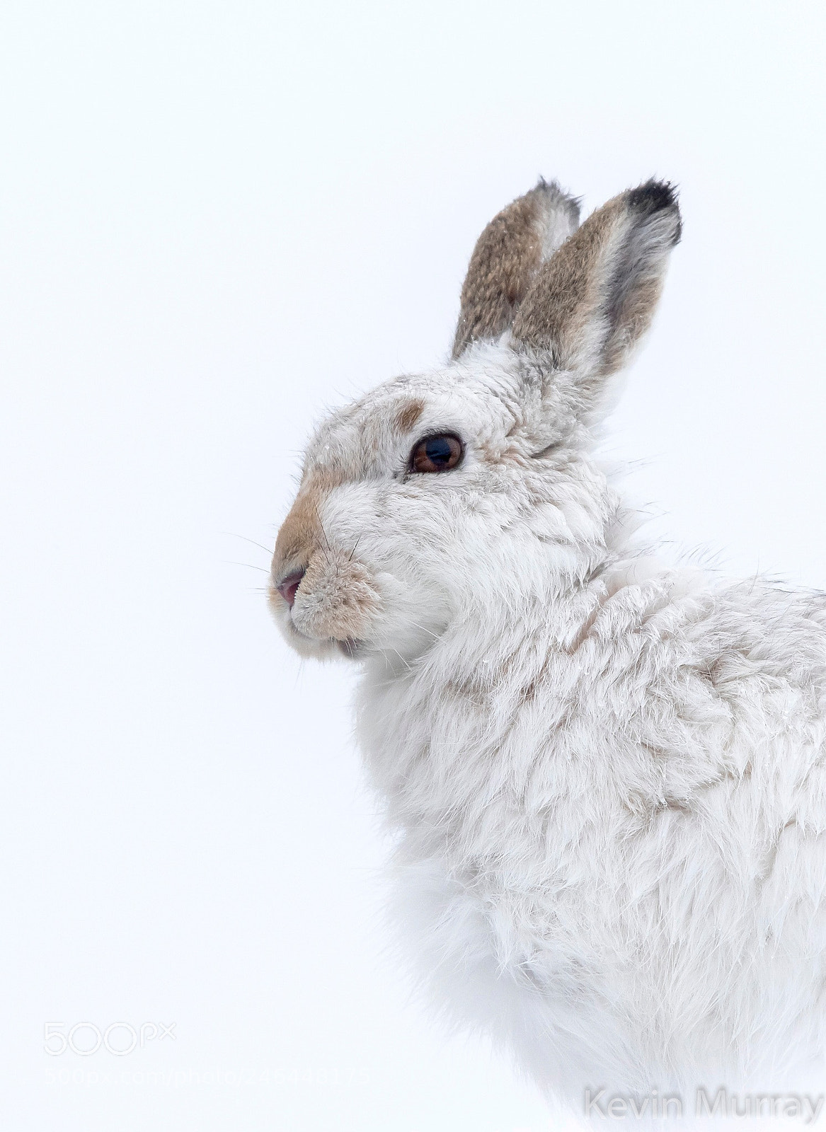 Canon EOS 7D Mark II sample photo. Mountain hare portrait photography