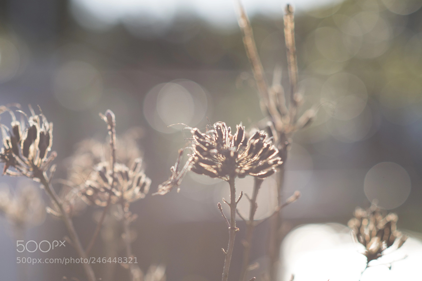 Nikon D610 sample photo. Dreamscapes photography