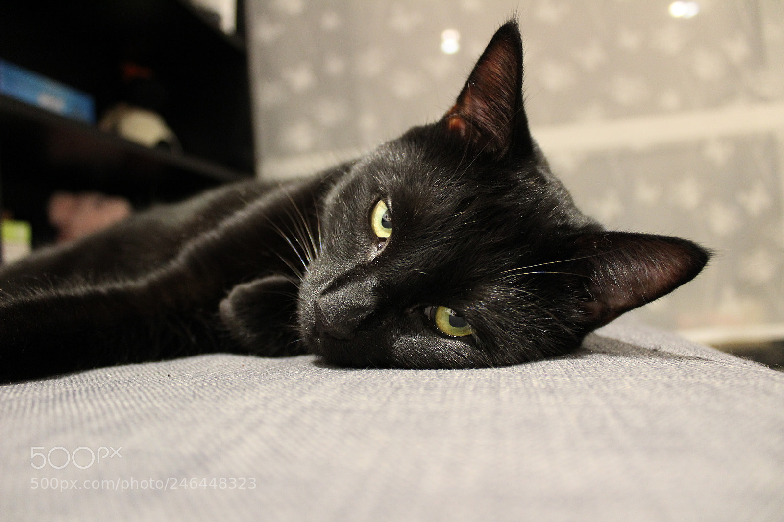 Canon EF-S 18-55mm F3.5-5.6 III sample photo. Thor photography