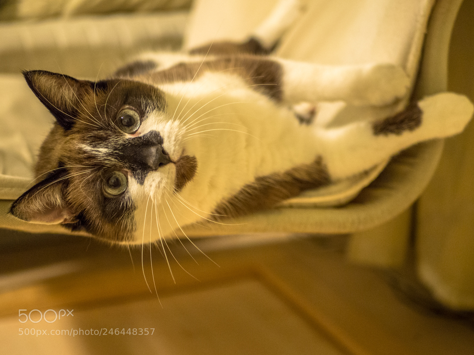Olympus OM-D E-M10 II sample photo. The chair cat photography