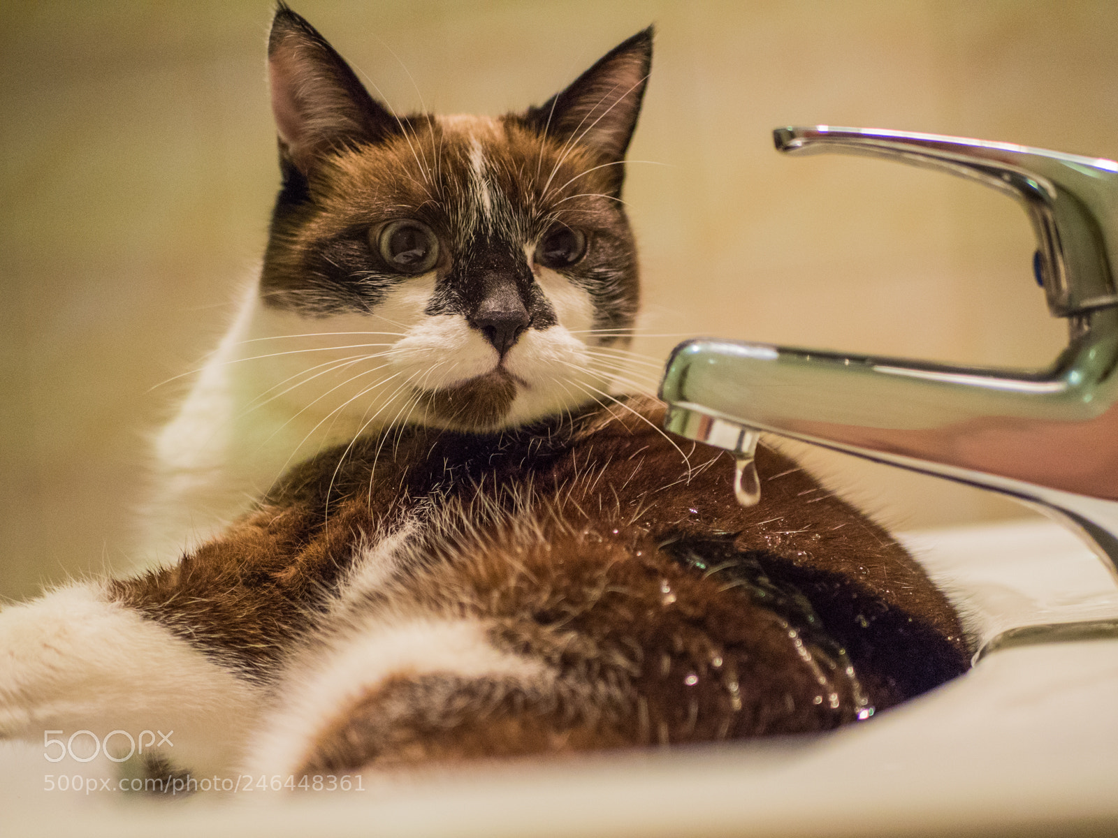 Olympus OM-D E-M10 II sample photo. Cat shower photography